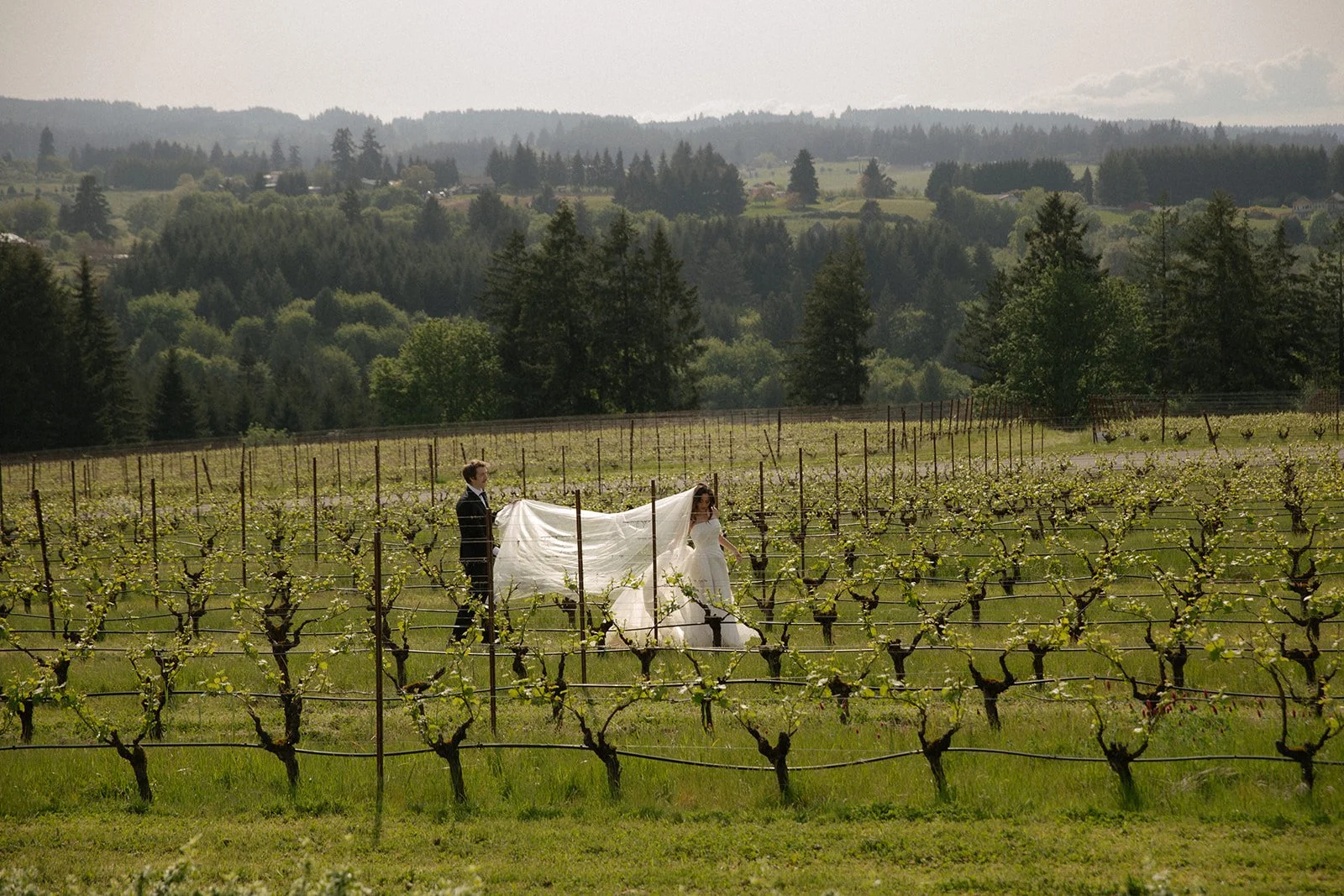 A bride and groom walking through a vineyard during daytime. The bride is wearing a white wedding dress and holding a long veil, while the groom is in a black suit. The vineyard is lush with green vines, and the background features rolling hills and dense forests under a partly cloudy sky.