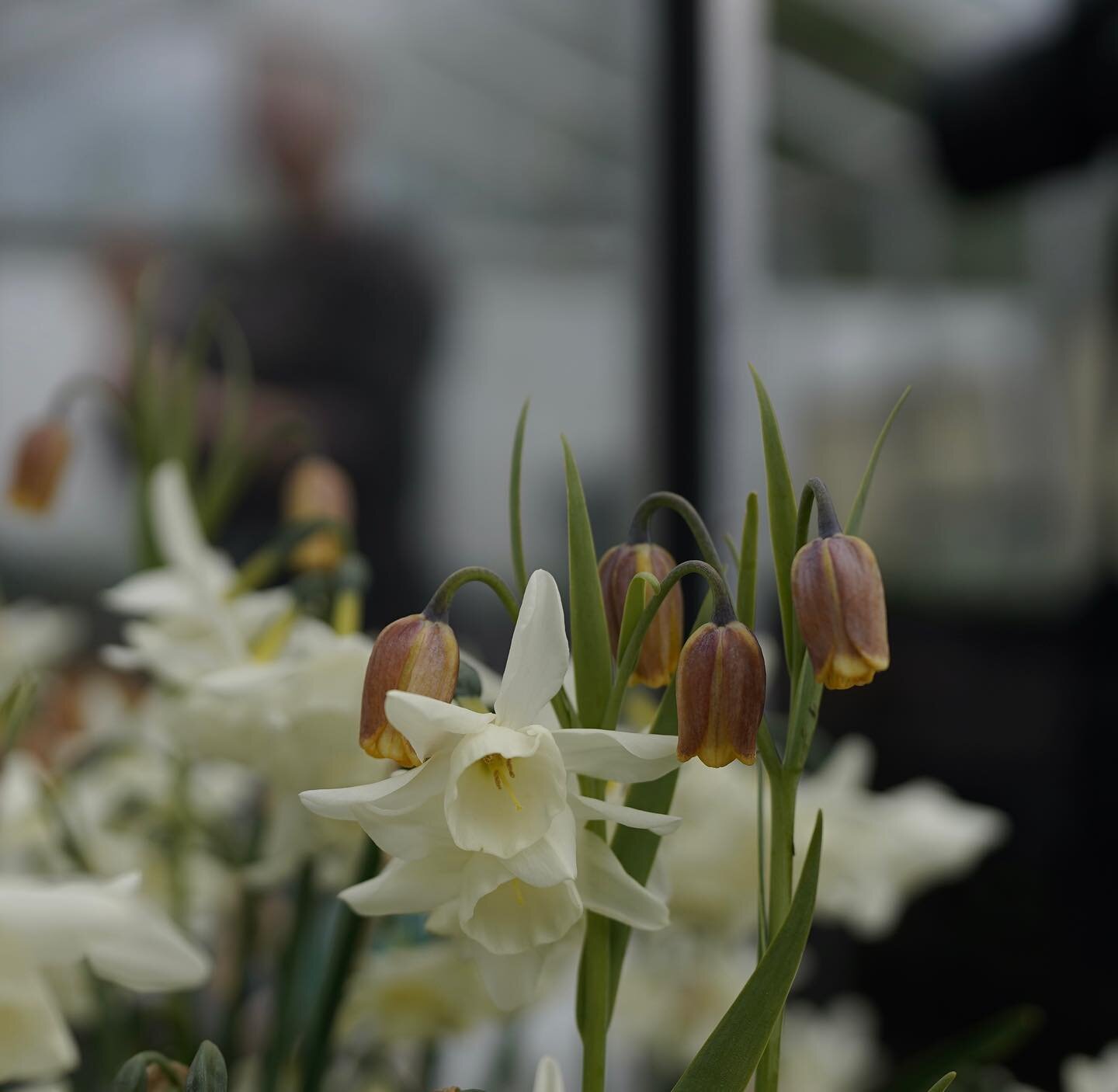 Heavenly combination @gandgorgeousflowers 
Love this delicate dusty brown Fritillaria uva-vulpis with the Narcissus.

Truly magical setting for the master class with @eva_nemeth 

Could happily have spent a week here photographing the farm and flower