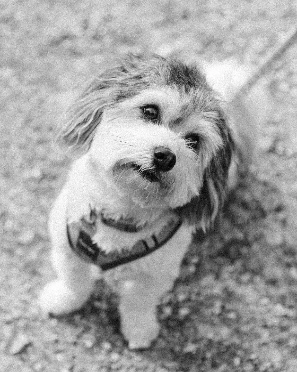 Pets are always welcome to photoshoots, as long as they're as cute as @mochi.thehavi 
@cjwong34 
.
.
.
#melbournefamilyphotographer  #melbournechildrensphotographer #melbournechildphotographer #melbournebabyphotographer #melbournebabyphotography #mel
