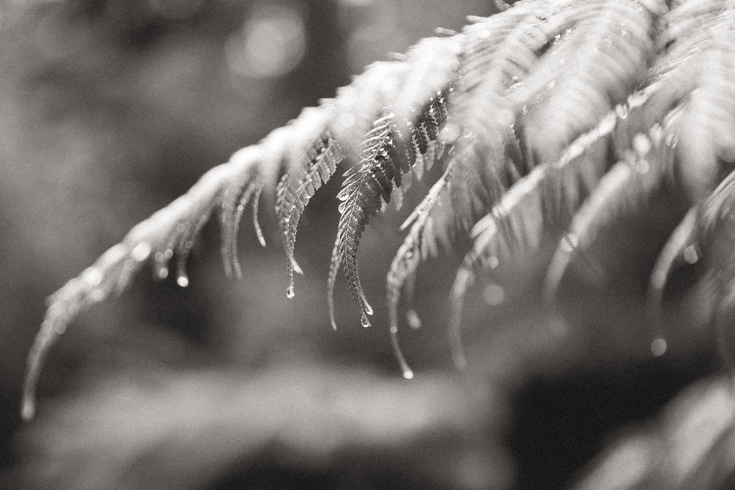 Close-up of a fern leaf with water droplets in a grayscale image.