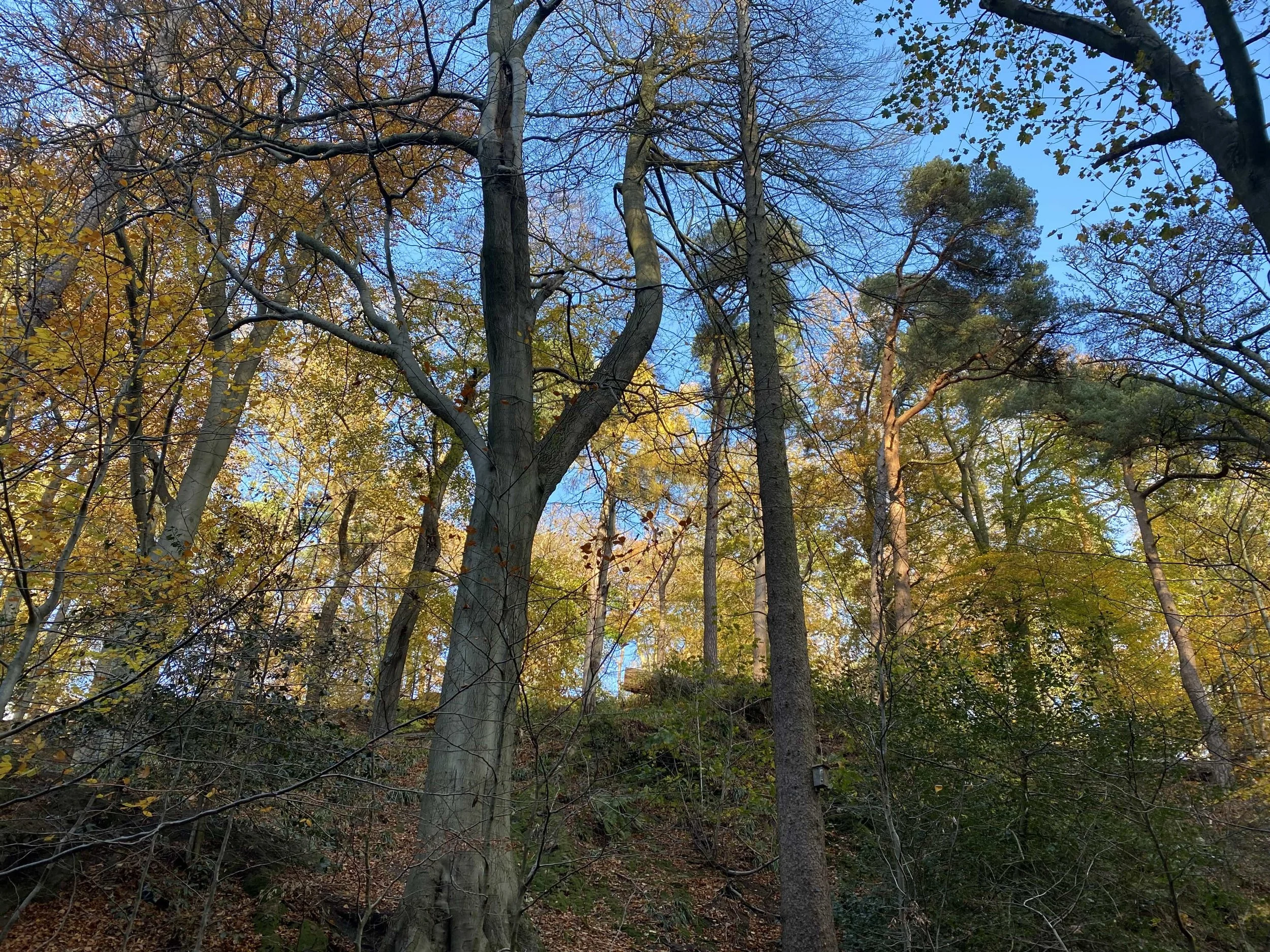 A look up into trees during the woodland part of this walking tour in Edinburgh's nature reserve