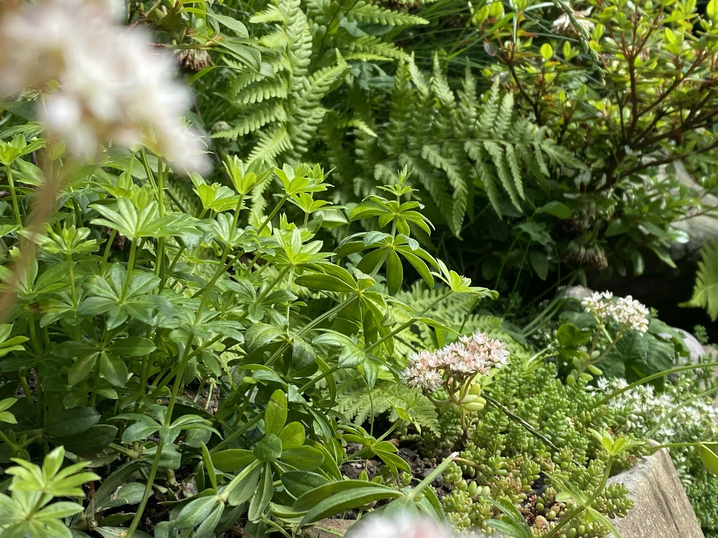 a close up look of ferns and other plants