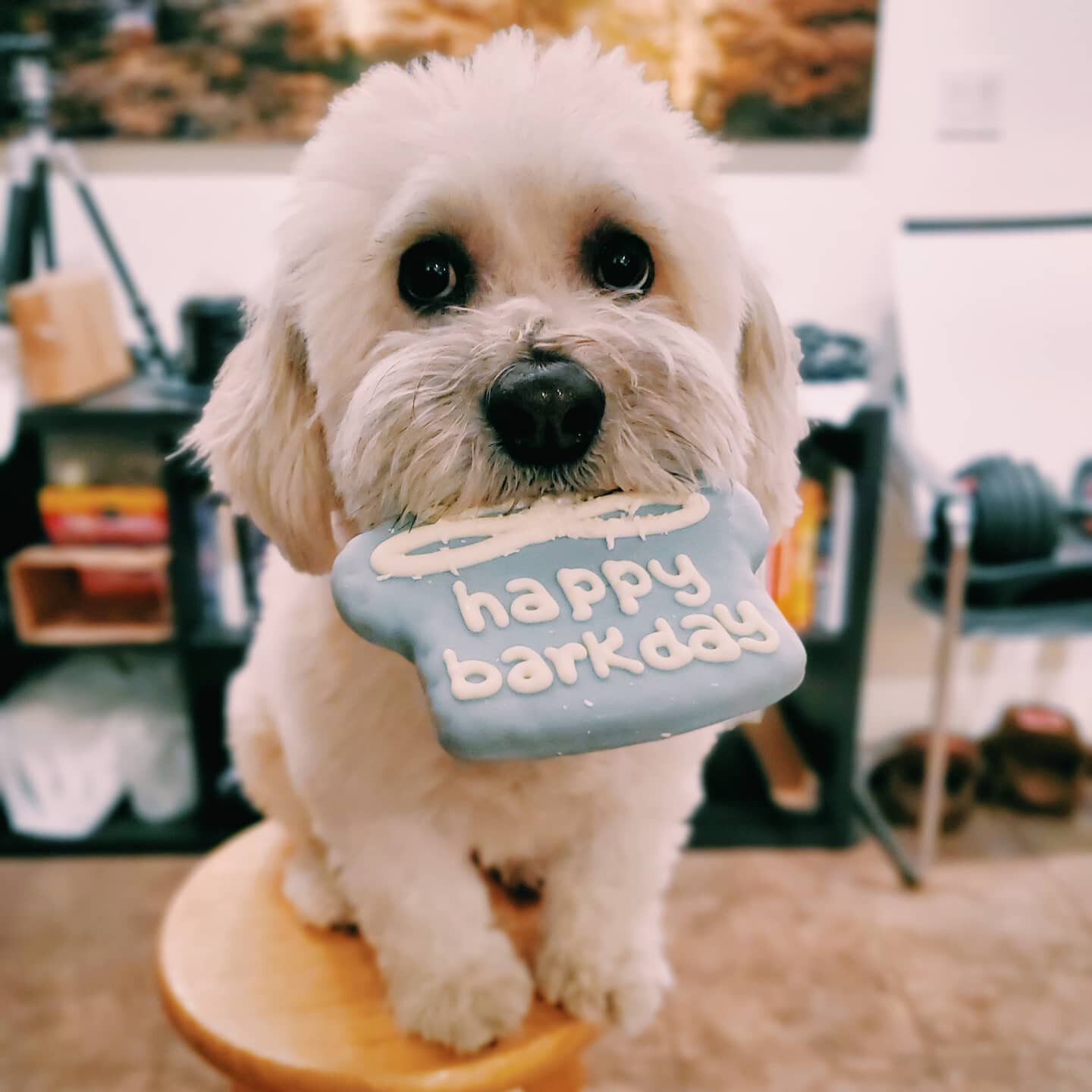 Guess which floofer turned 5 today?!?
.
.
.
.
.
.
#lhasaapso #lhasaapsosofinstagram #bichon #mixedbreed #puppers #doglover #dogsofinstagram #dogstagram #doggogram #puppy #doggo #dogtography #doggy #doggybirthday #doggobirthday #dogbirthday #puppylife