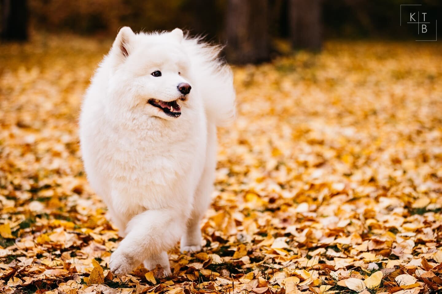 I did some... I guess you could call it 'beta testing' of photographing doggos to see how it would go.
.
.
.
.
.
#samoyed #samoyedpuppy #samoyedsofinstagram #samoyedlove #samoyedlover #samoyedclub #dogsofinstagram #doggo #puppy #puppiesofinstagram #s