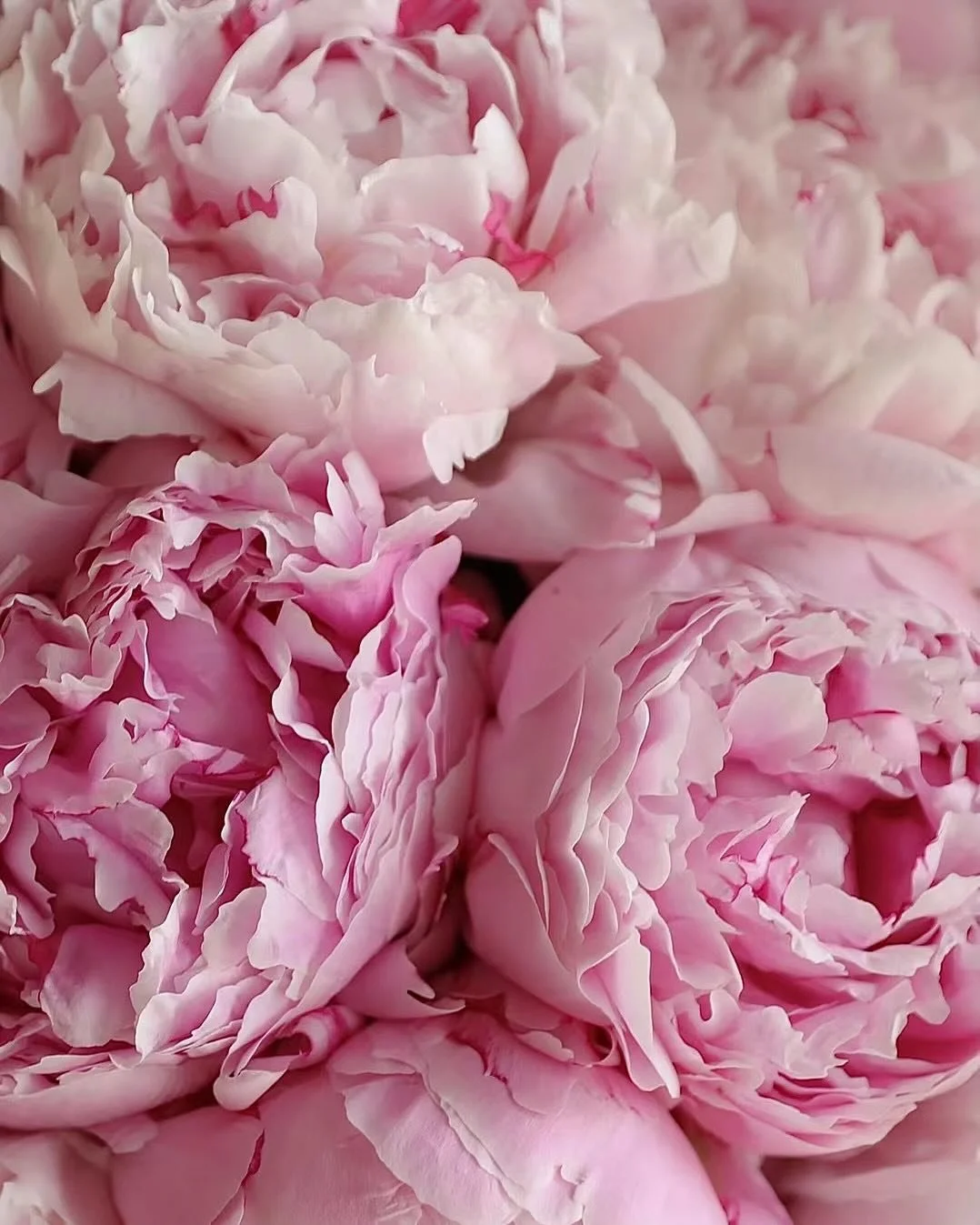 Pink peonies 2.jpg (Copy)