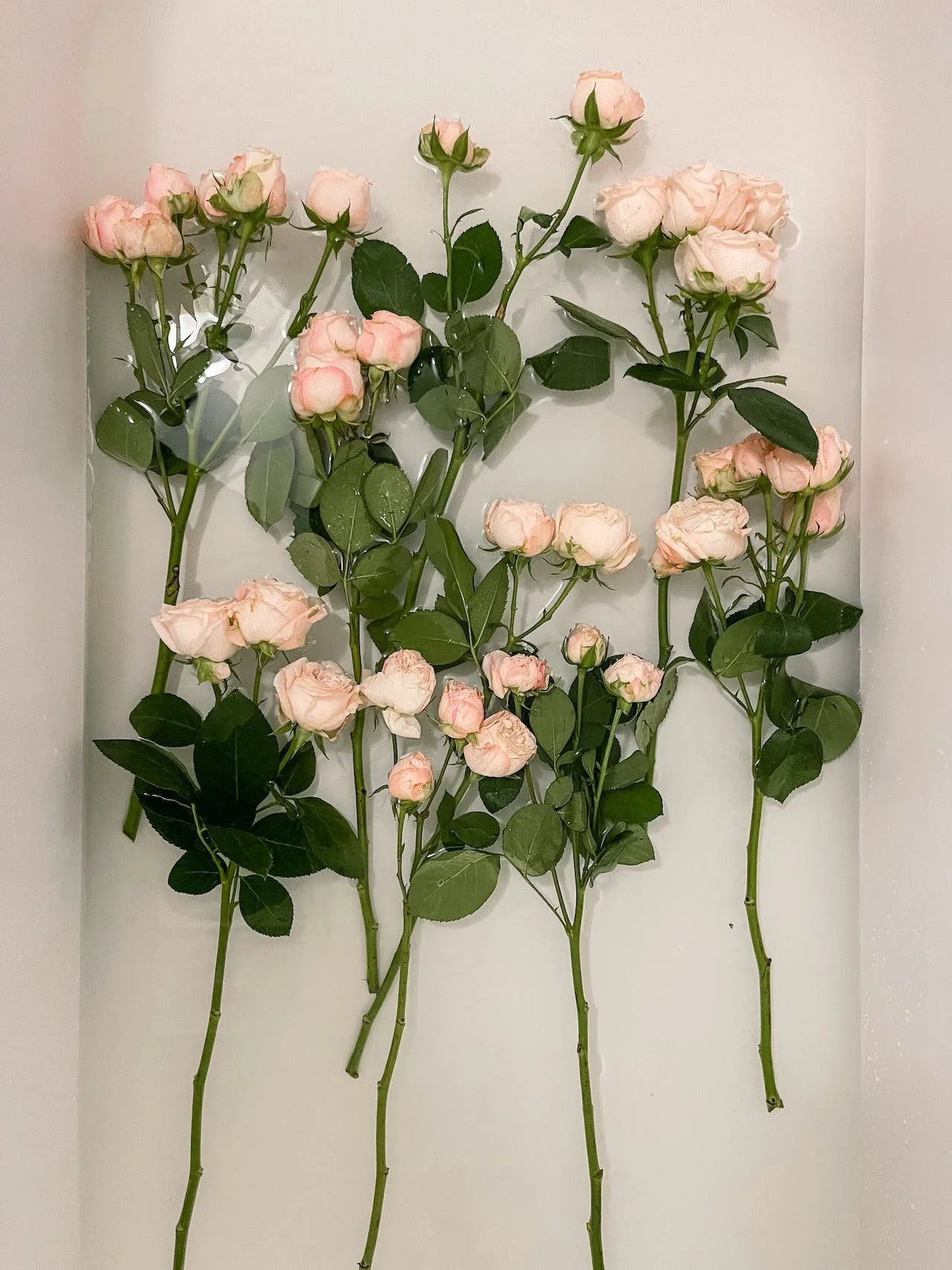 Guide to Extending the Vase Life of Roses in Hot and Humid Cities like Hong Kong