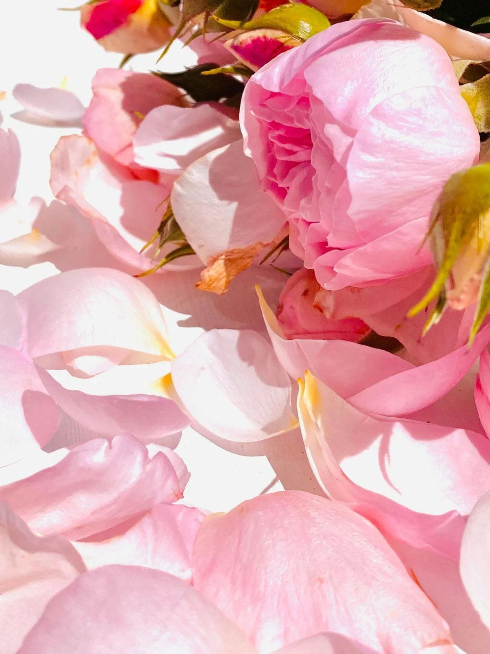 Guide to Distilling Fragrance Oils from Rose Petals — Lover.