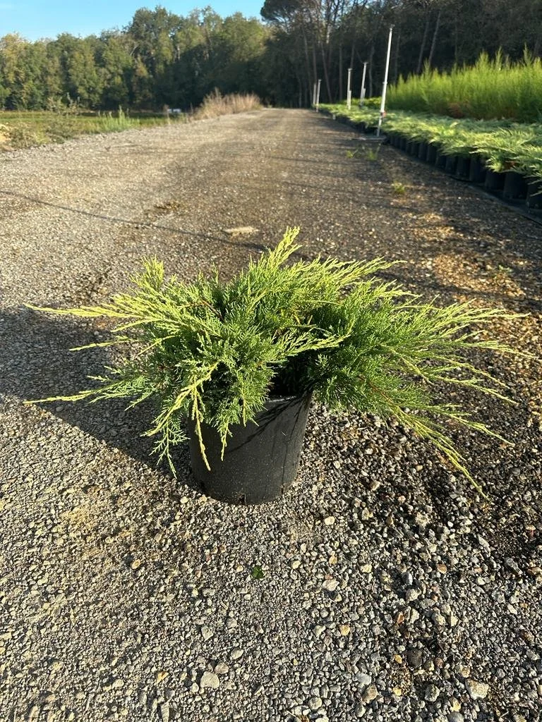 Juniperus phitzeriana aurea 10lts.jpg