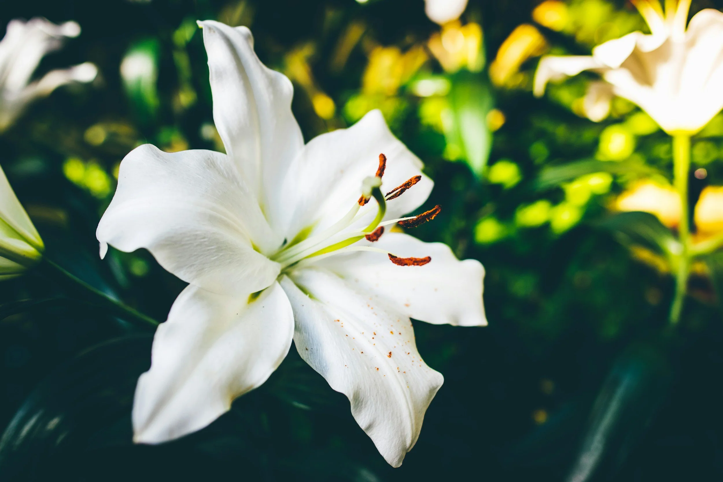 A white lily
