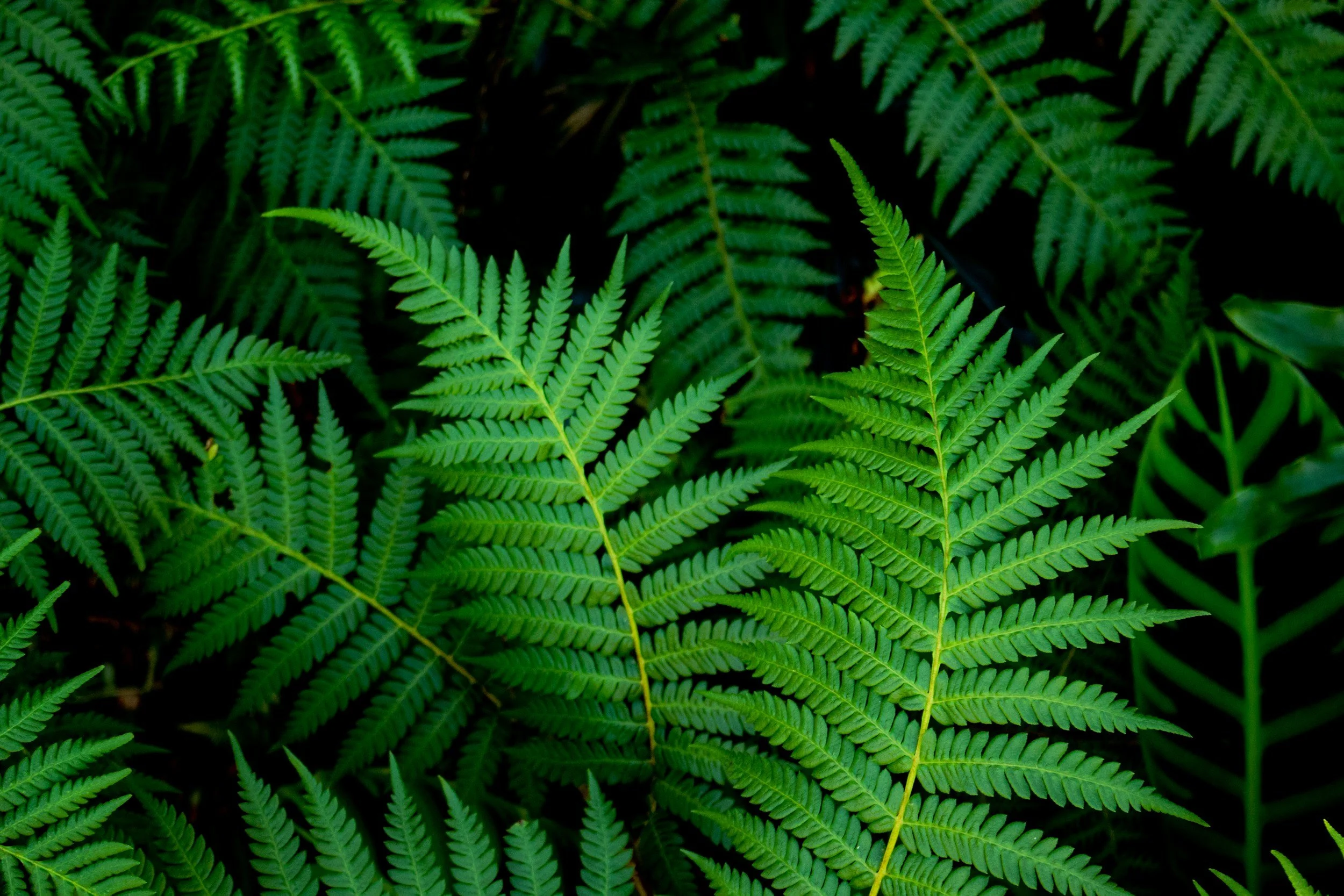 Lush green fern