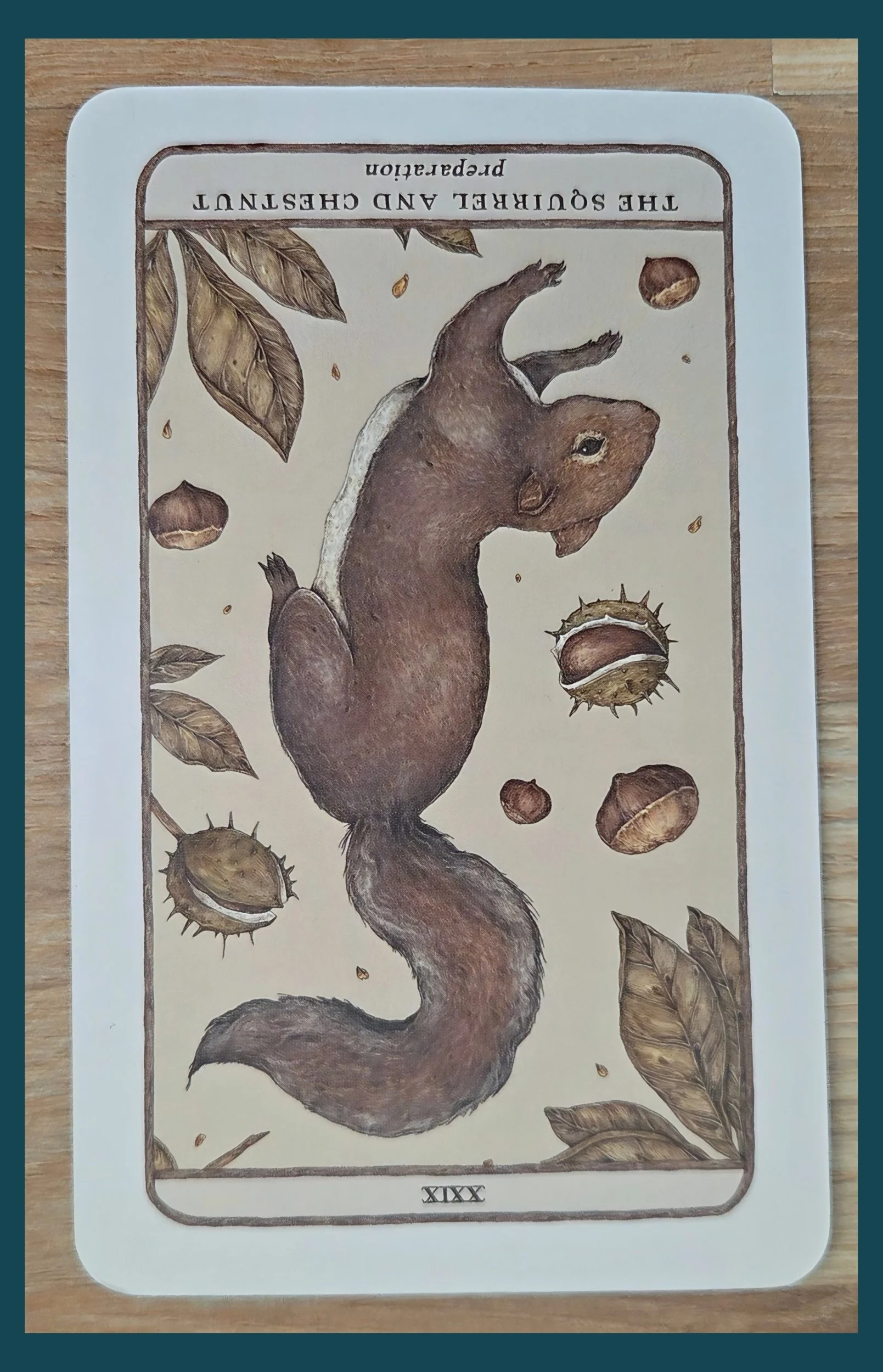 Squirrel and Chestnut