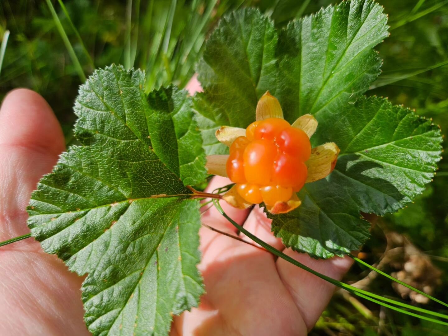 🧡
🧡
🧡

#cloudberries #hjortron #venjan #venjannature #bergsilderforestcamp #visitdalarna