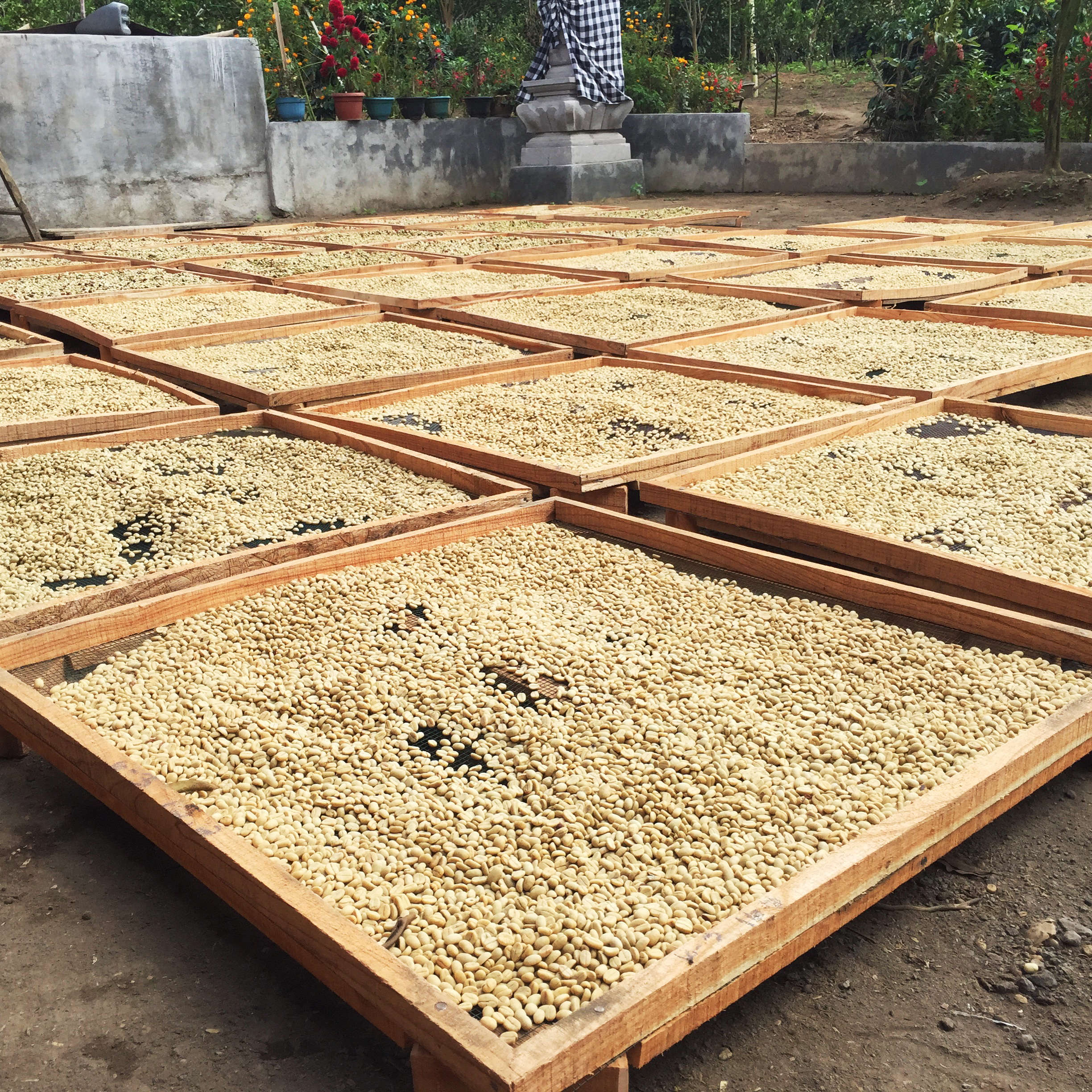 Coffee-drying-indonesia.png