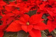 Thank You to Everyone Who Ordered Poinsettias