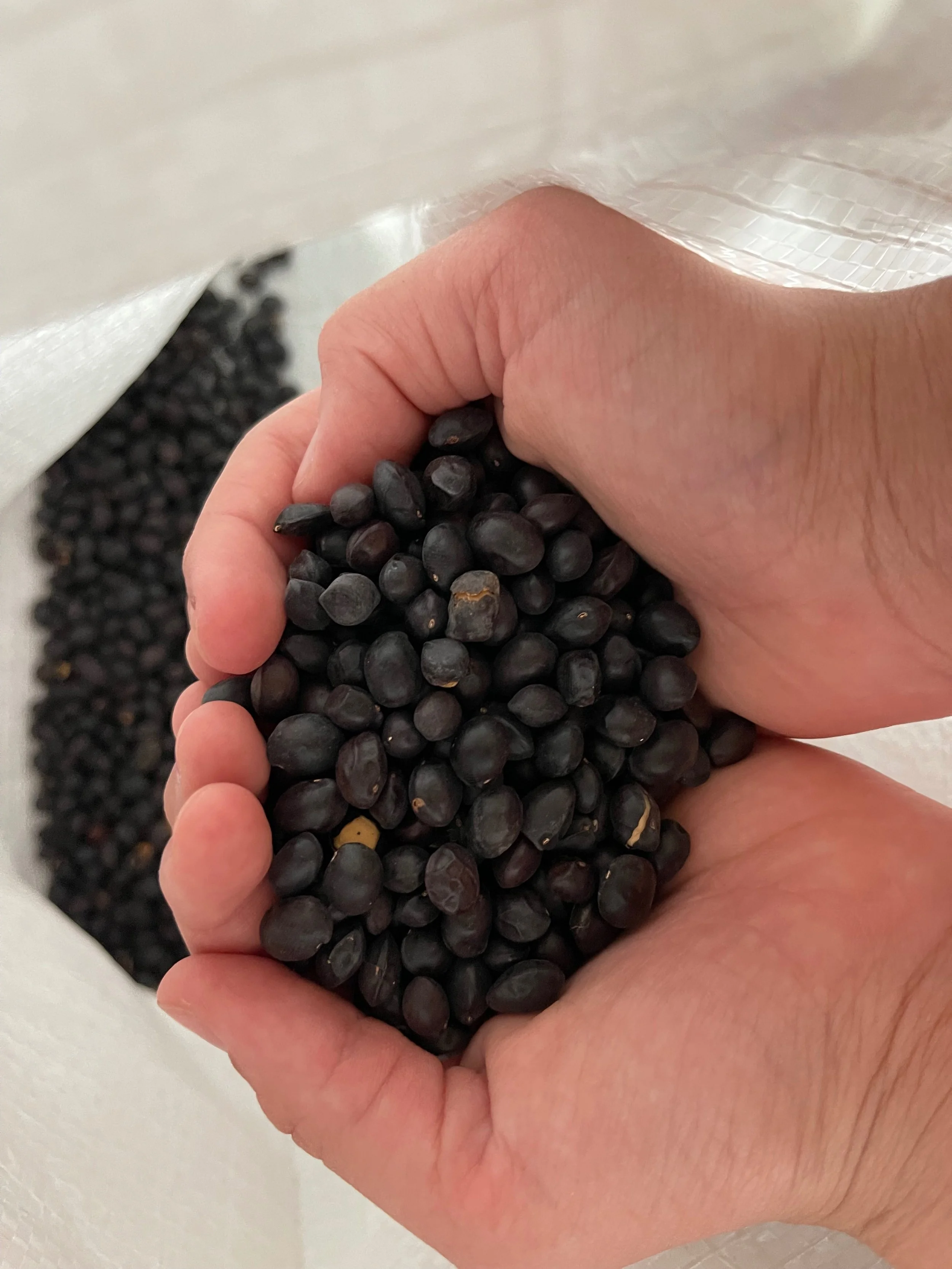 Person holding black seeds over a container filled with similar black seeds.