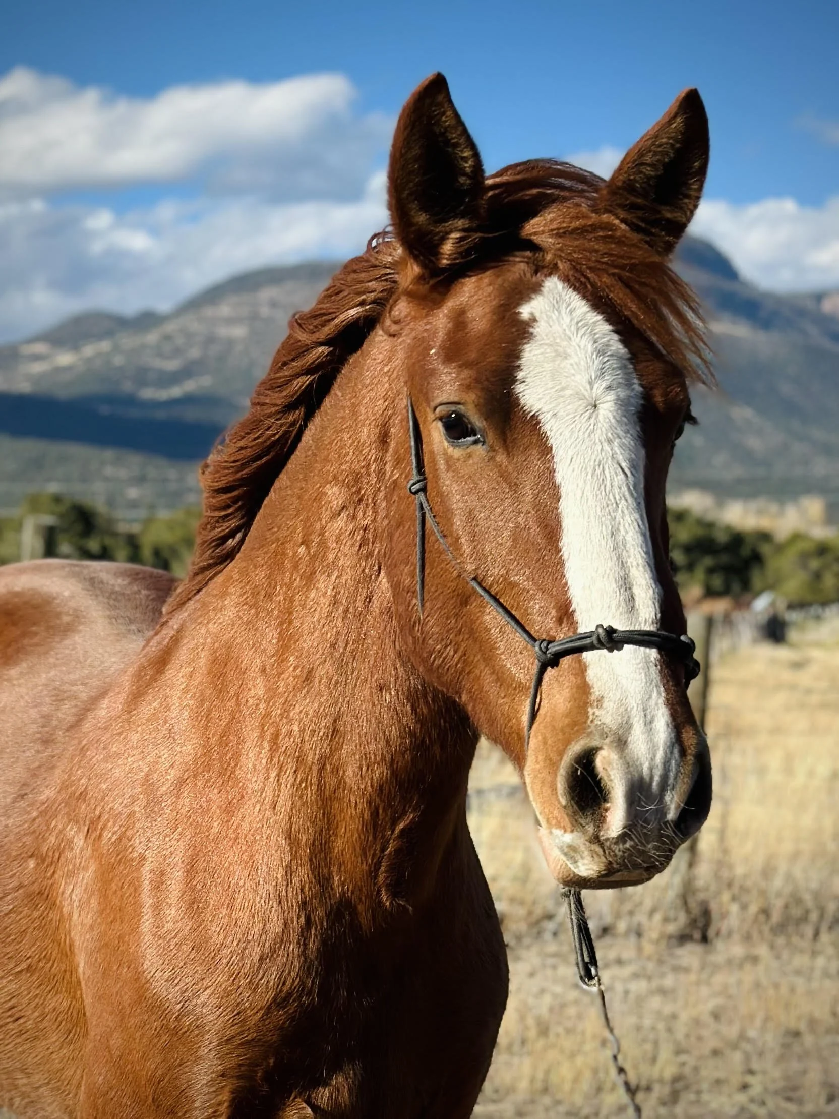 Our Mission — Second Chance Ranch
