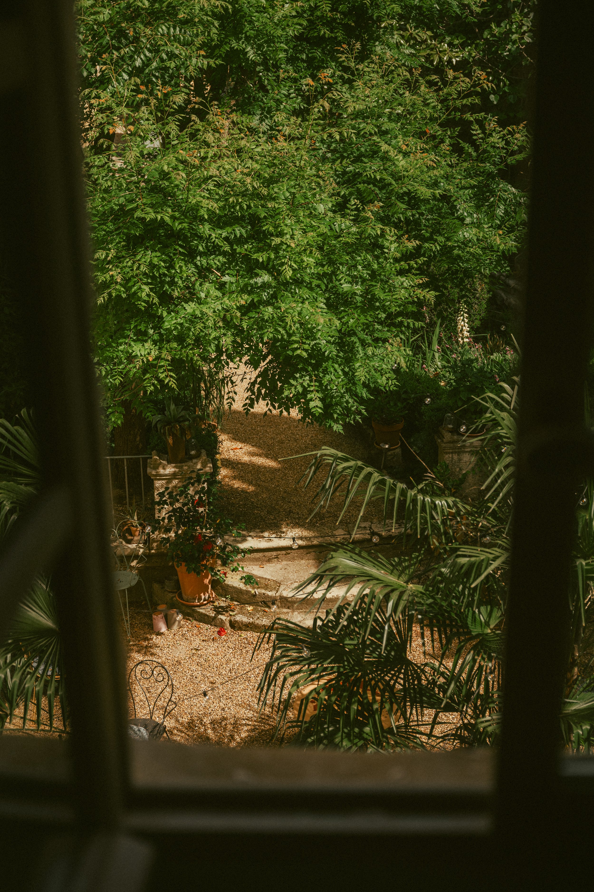 A view of a lush, green garden through a window with dark frames, showing potted plants, a small gravel area, and a large leafy tree in the center.