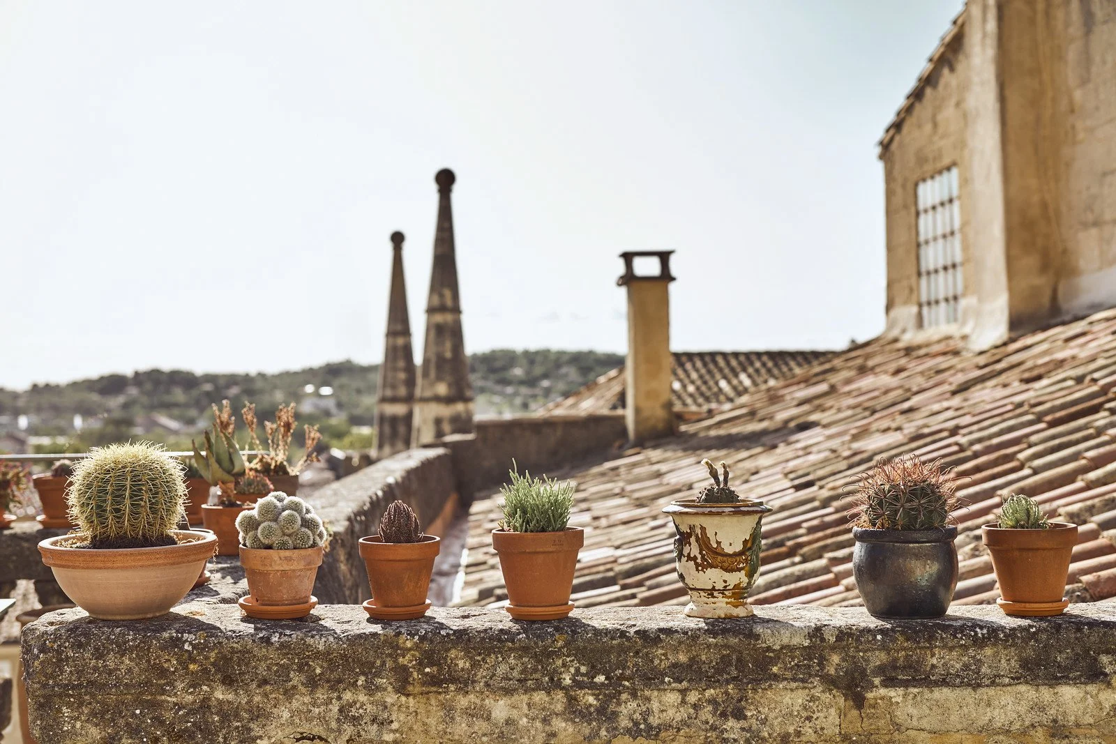 A row of assorted potted cacti on a stone ledge with a cityscape and church steeples in the background.