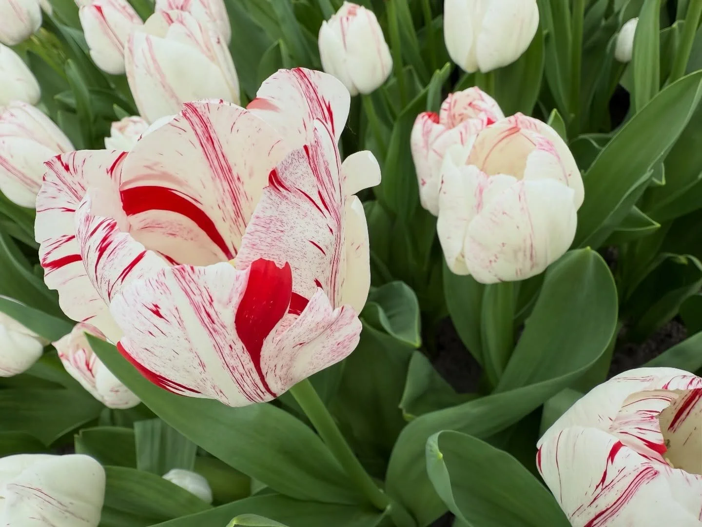 A moment for the tulip

Last spring, a few friends and I packed our bags and headed to the Netherlands with one clear intention: to spend an unreasonable amount of time thinking about flowers.

We cycled through vast tulip and hyacinth fields (the sc