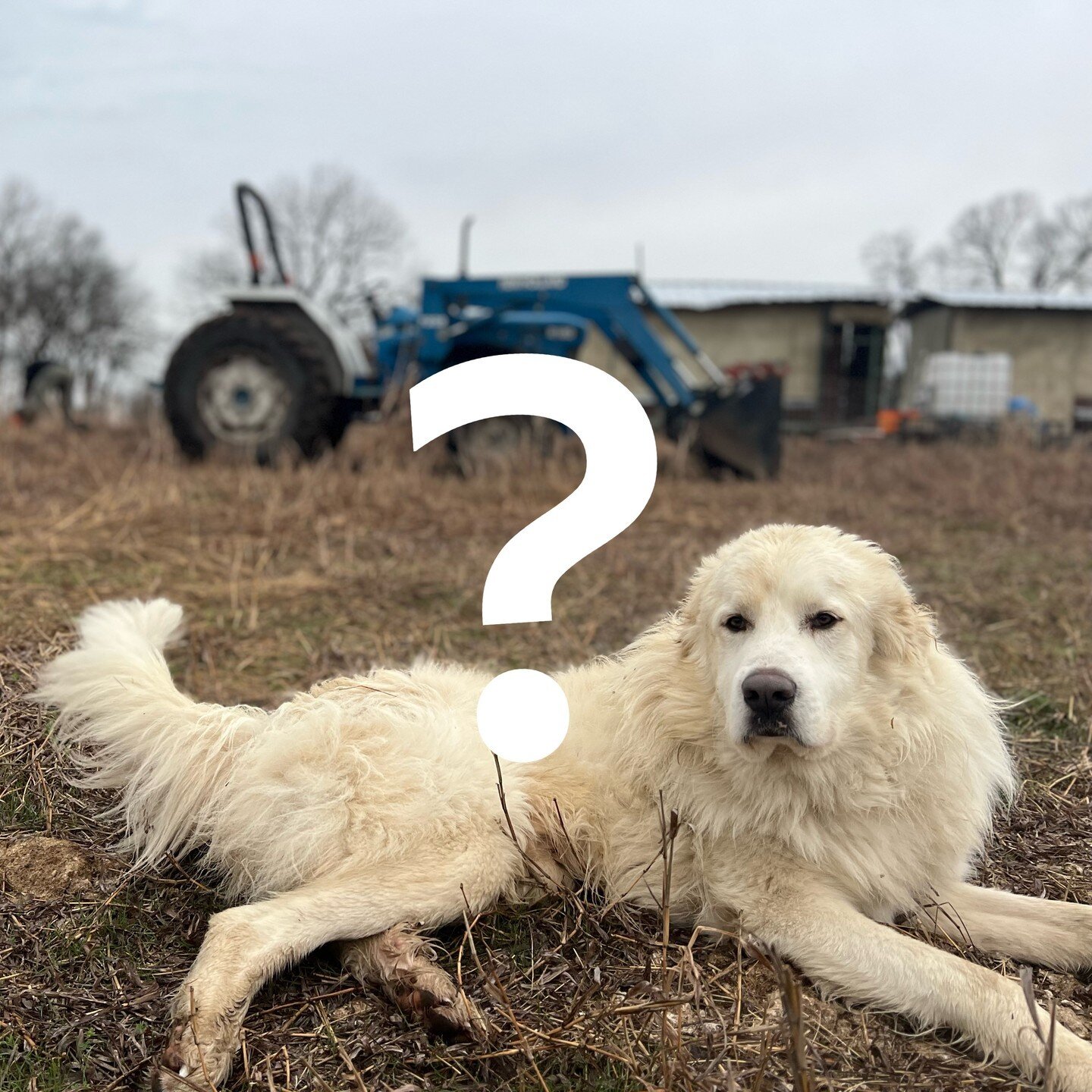 Could you take a minute and help up plan ahead for our coming farm expansion? https://us21.list-manage.com/survey?u=28d09a31bb1acf657a553eb03&amp;id=98863de58f&amp;attribution=false