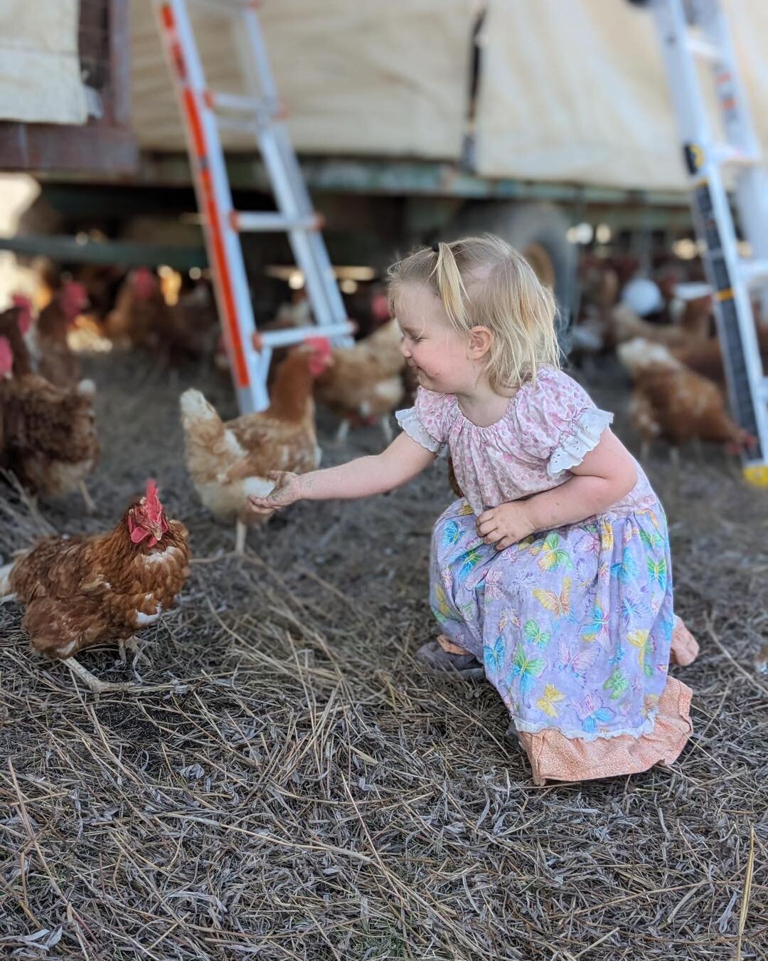 Thanks to our members (and guests!) for a wonderful work day on the farm yesterday! We got the nesting boxes cleaned, most of the rest of the tarp rolling systems installed, trash collected, and feed transferred to barrels.