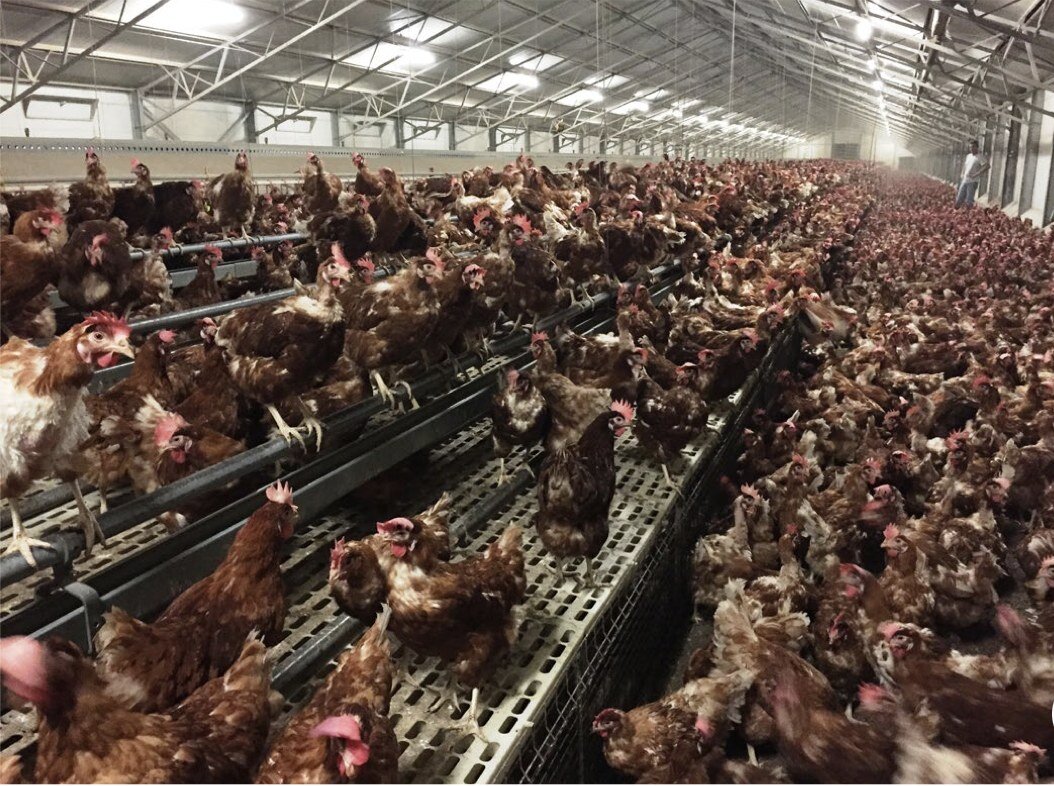 So I was reading through the Hy-Line breed management book (our hens are Hy-Line browns), and found this interesting picture. It's a typical cage-free layer barn. If you buy cage-free eggs at the store, this is what that may have looked like. It's de