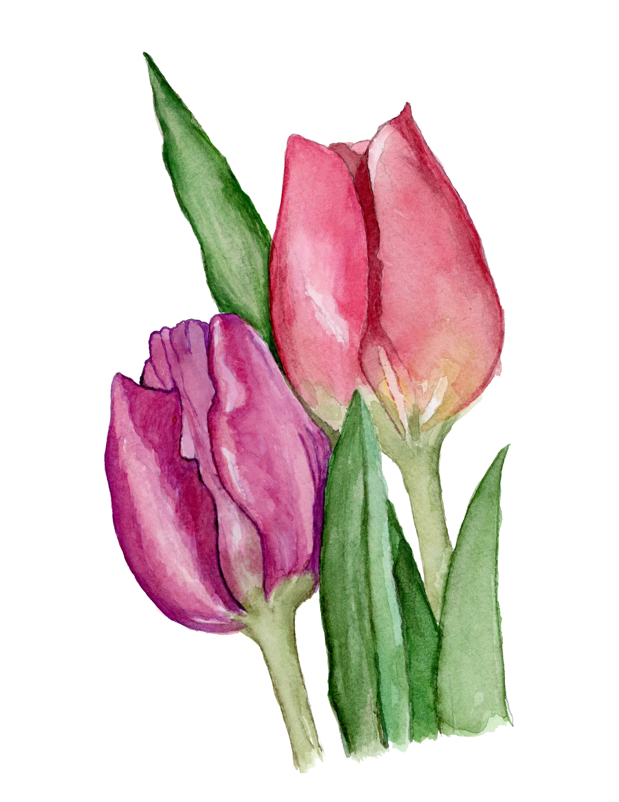 Tulips