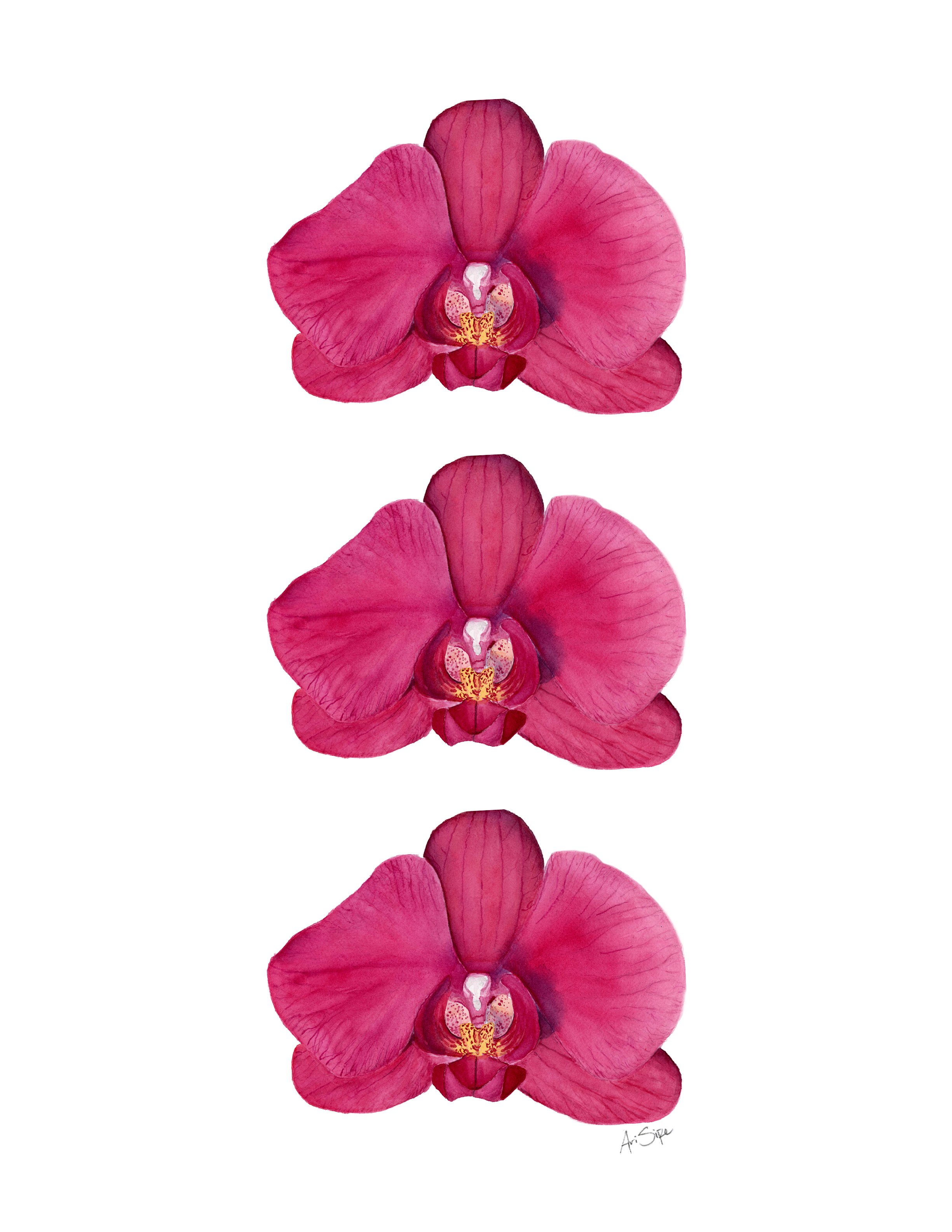 orchid3 copy.JPG