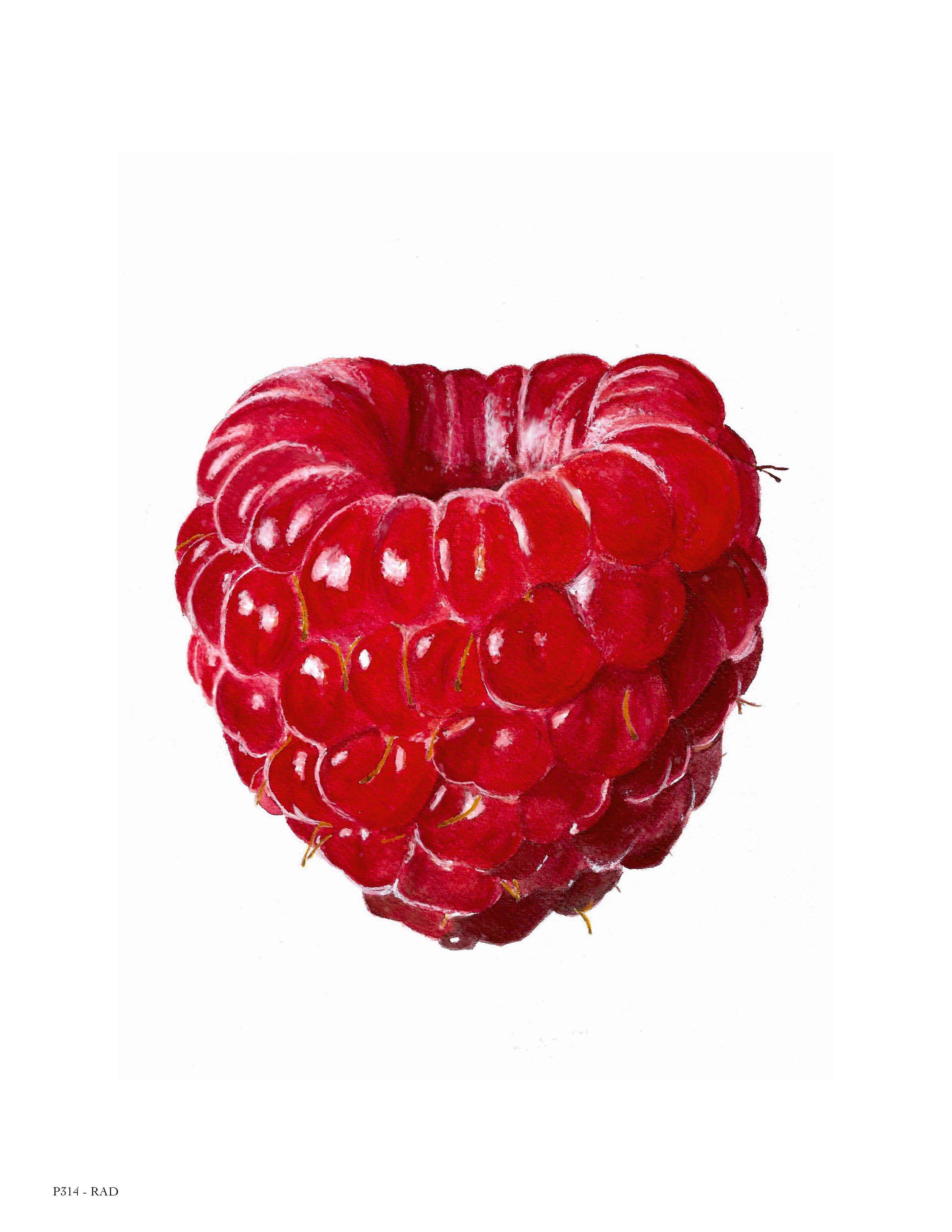 RAD RASPBERRY
