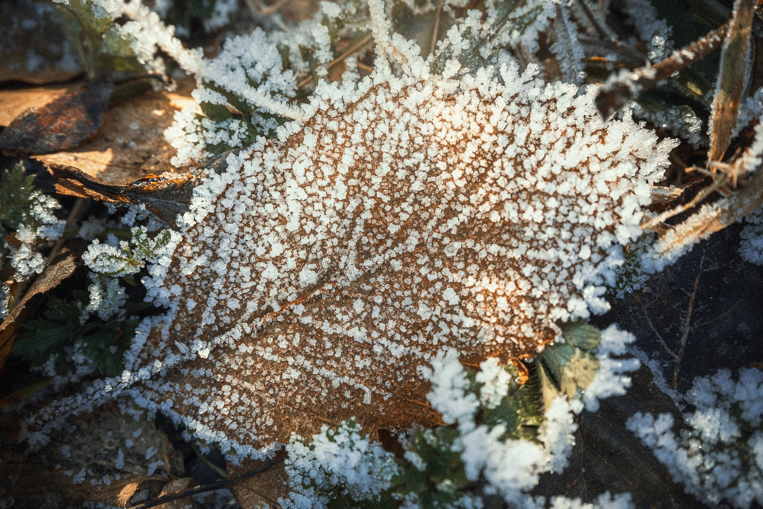 When the Light Returns