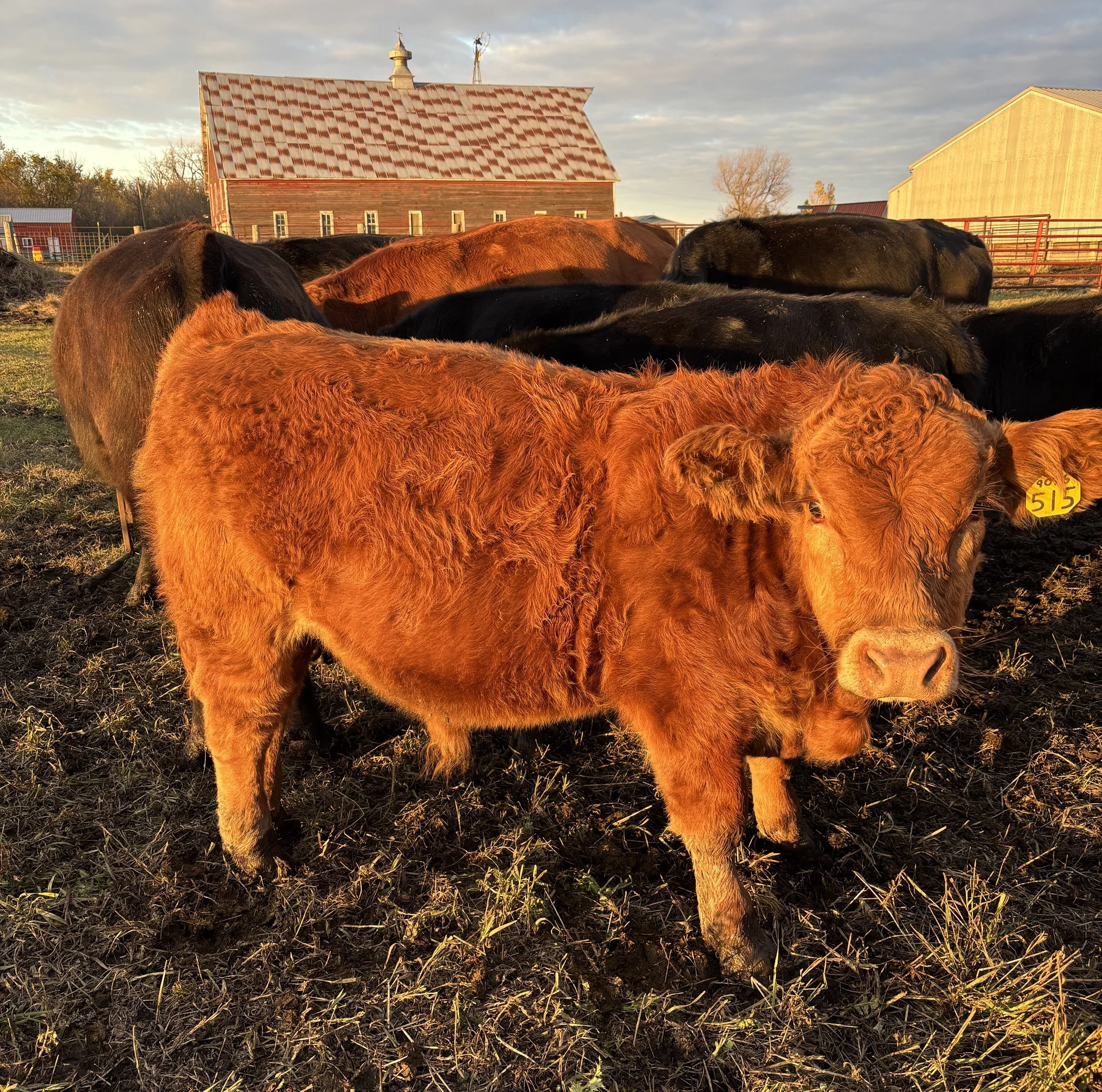       Ellingson Wallbang x STR Redbull