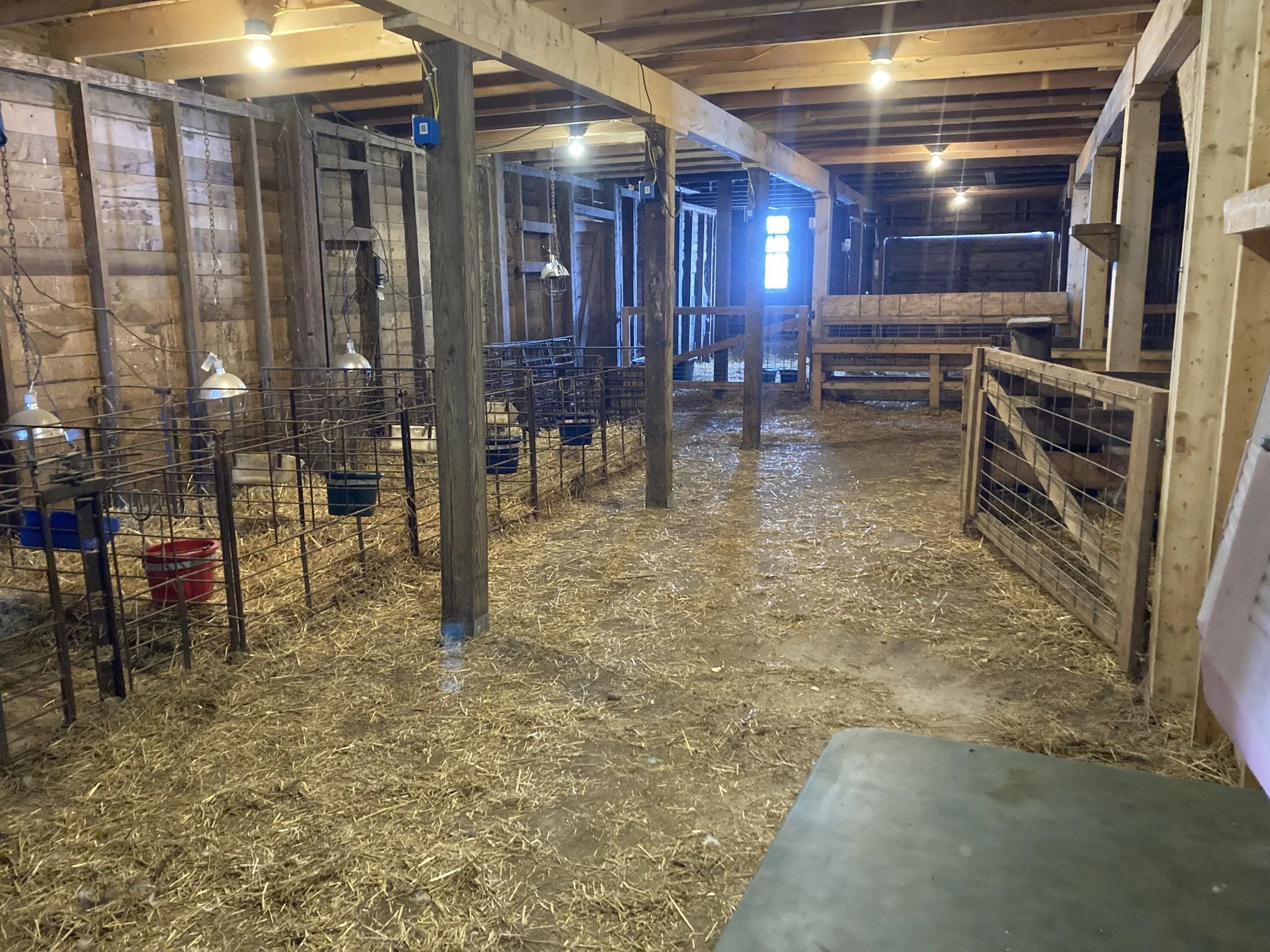 Our Lambing Ward! This is the seventh season of lambing here on the ranch. Many highs and some lows through the years. This year feels different, as the kids are fully old enough to be helpful and understand the process! Feeling thankful!