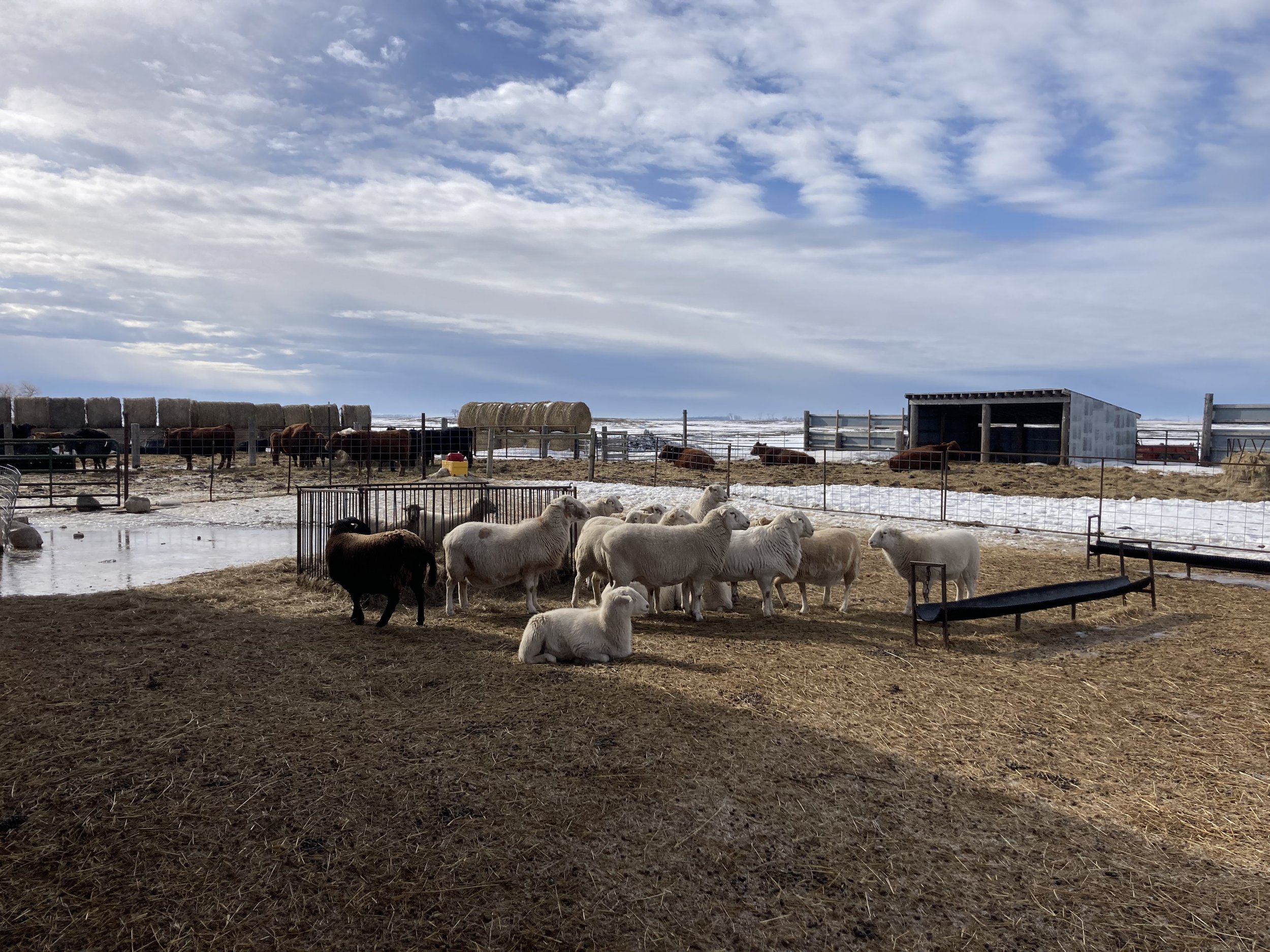 The ladies on this beautiful day! Sunshine and 35 degrees for February! I will take it! 