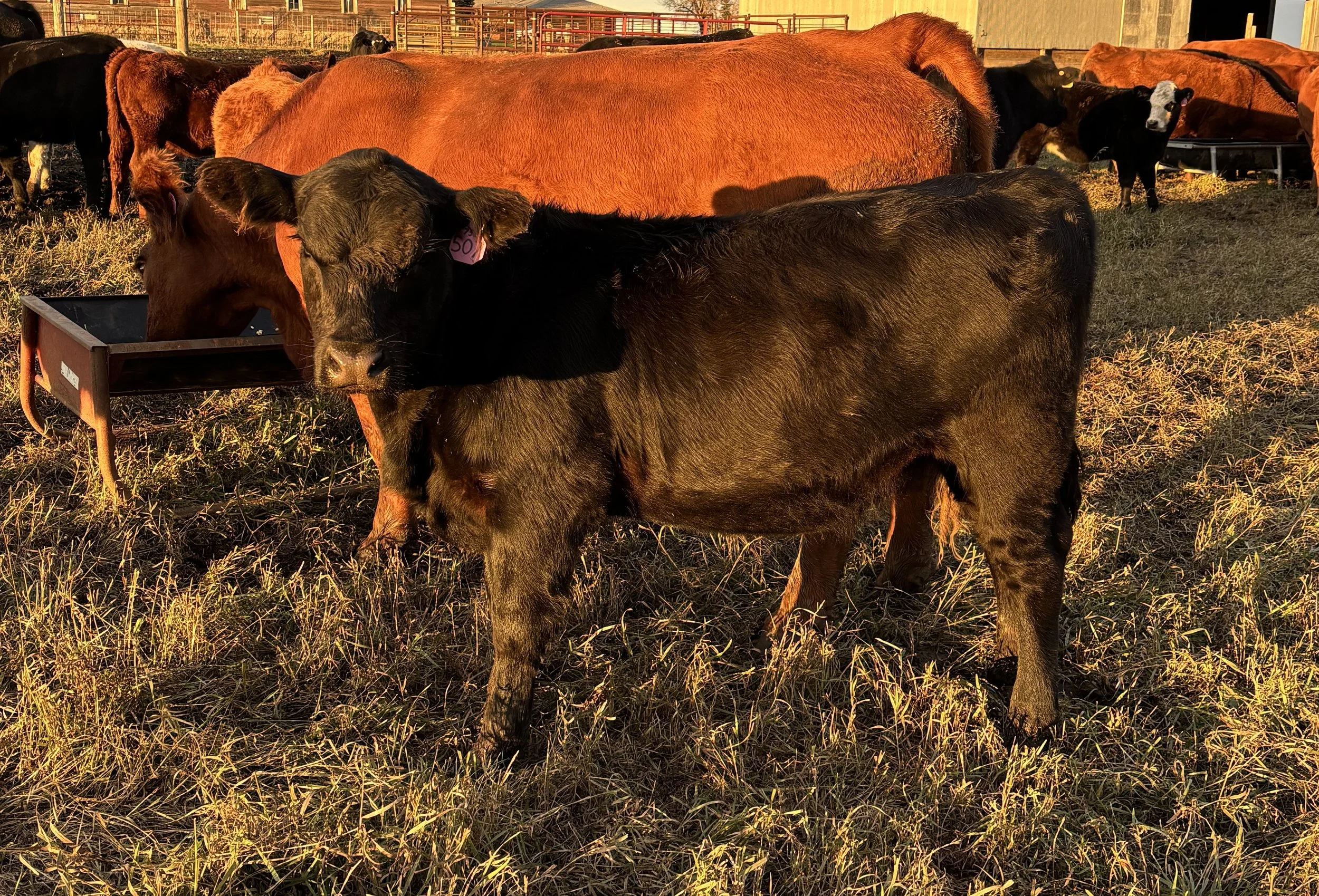      PCC Glory of Consensus x PCC Ironhorse