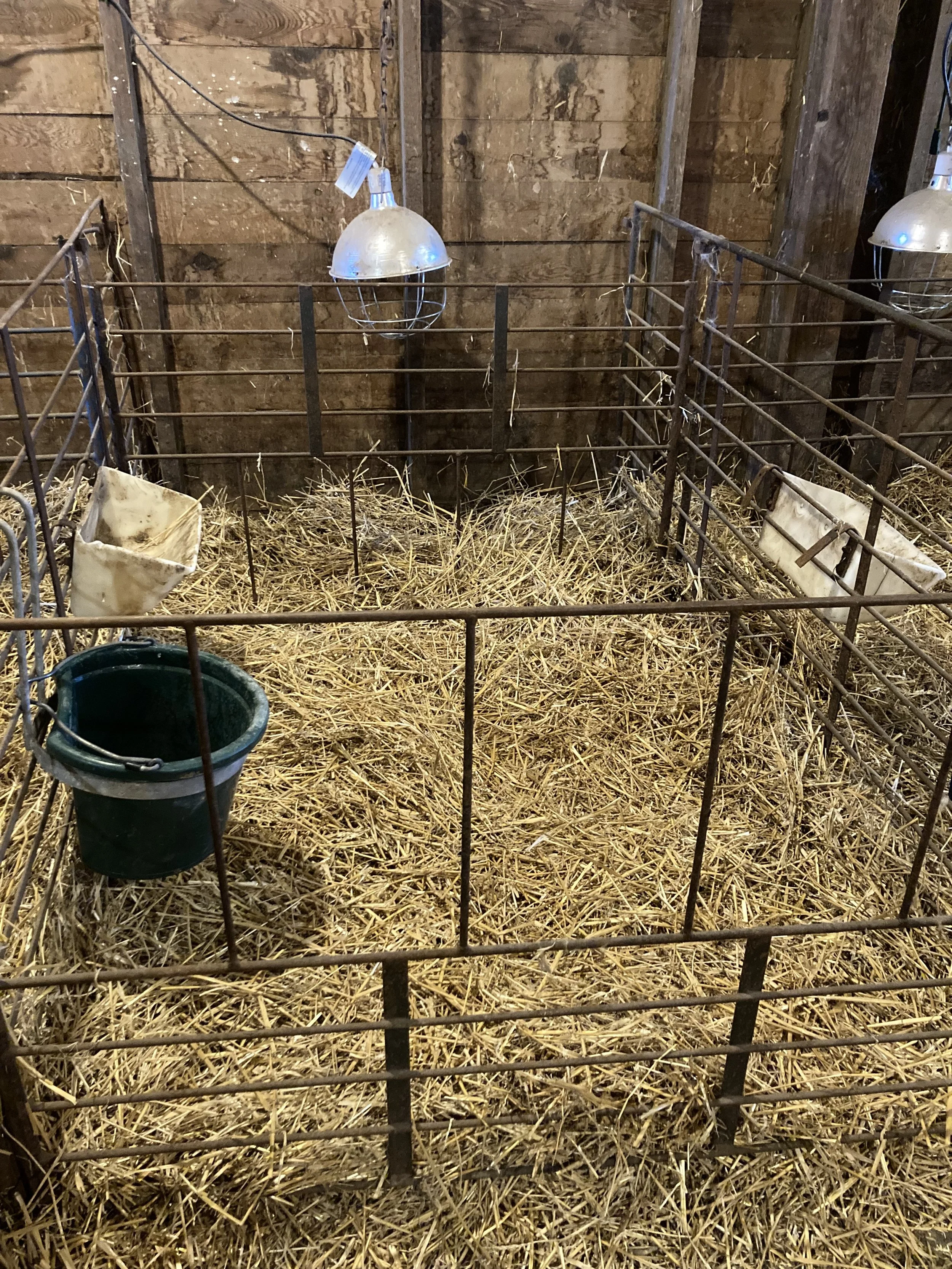 Step 1. "Lambing Jug." Here is where mamma and babies spend the first 3-5 days together. Complete with personal grain for mamma and alfalfa for continued milk production. They bond and recover together! 