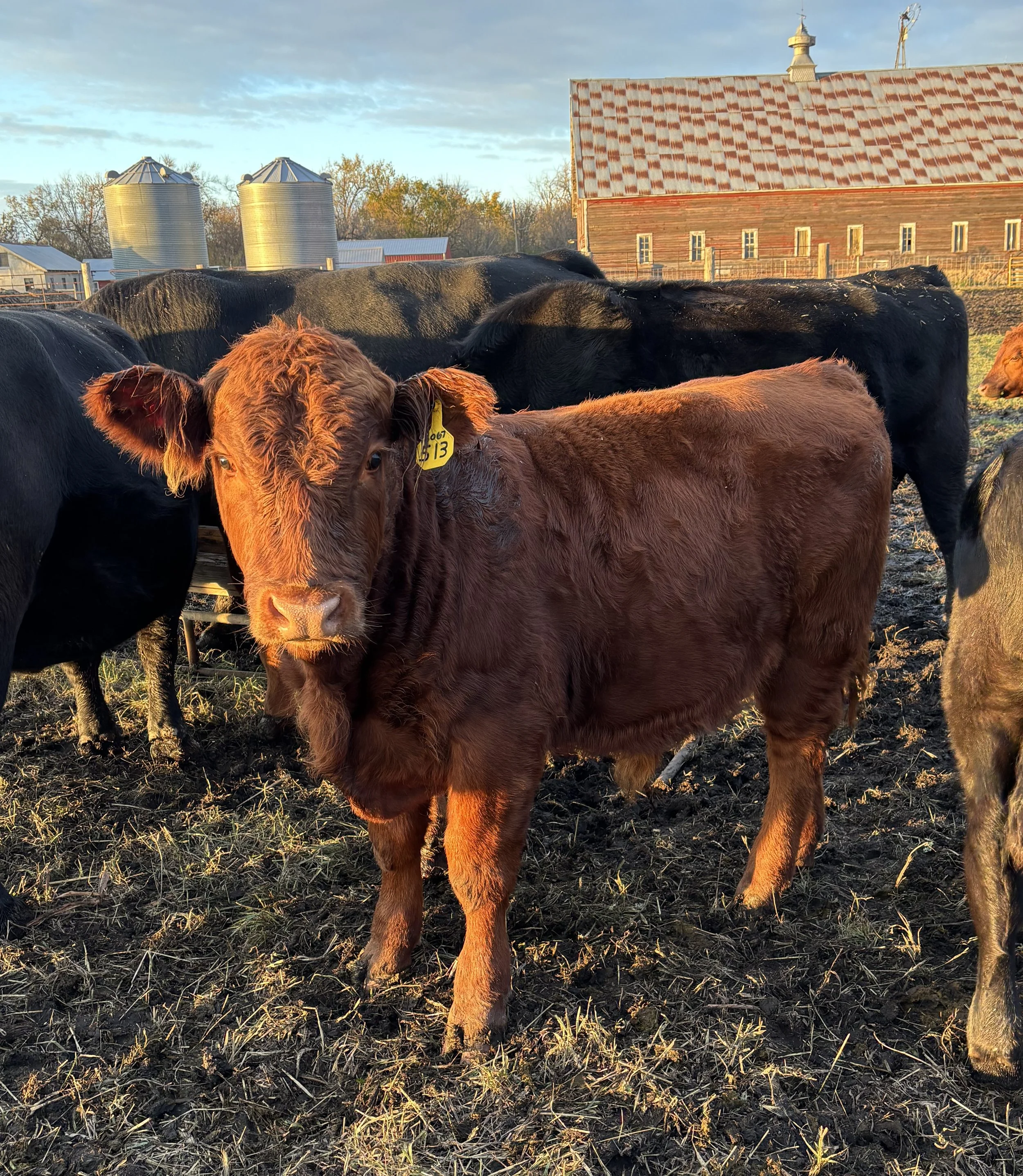       Ellingson Rocket x WFL Profit Maker 