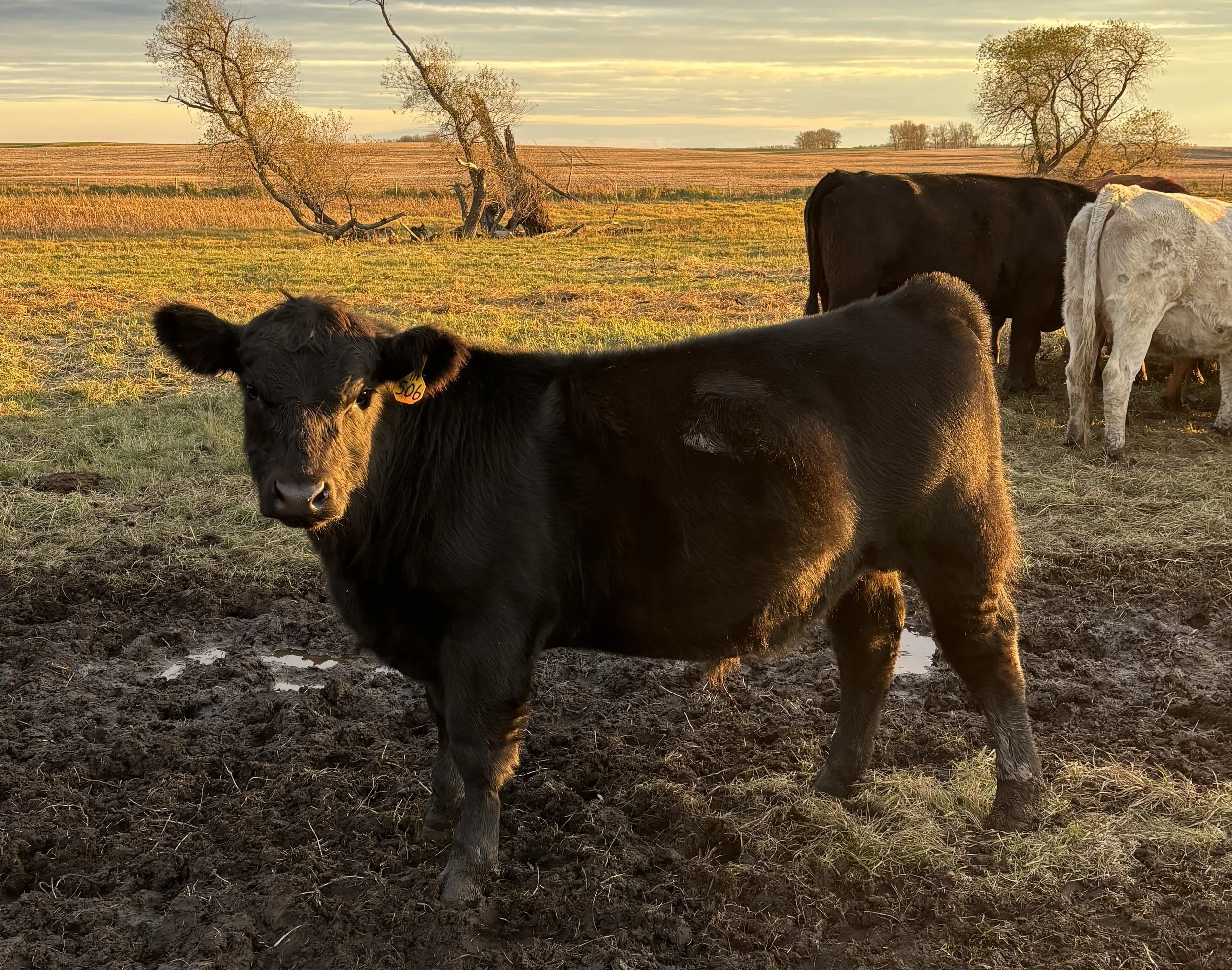       PCC  Ginger of Entice x PCC Ironhorse