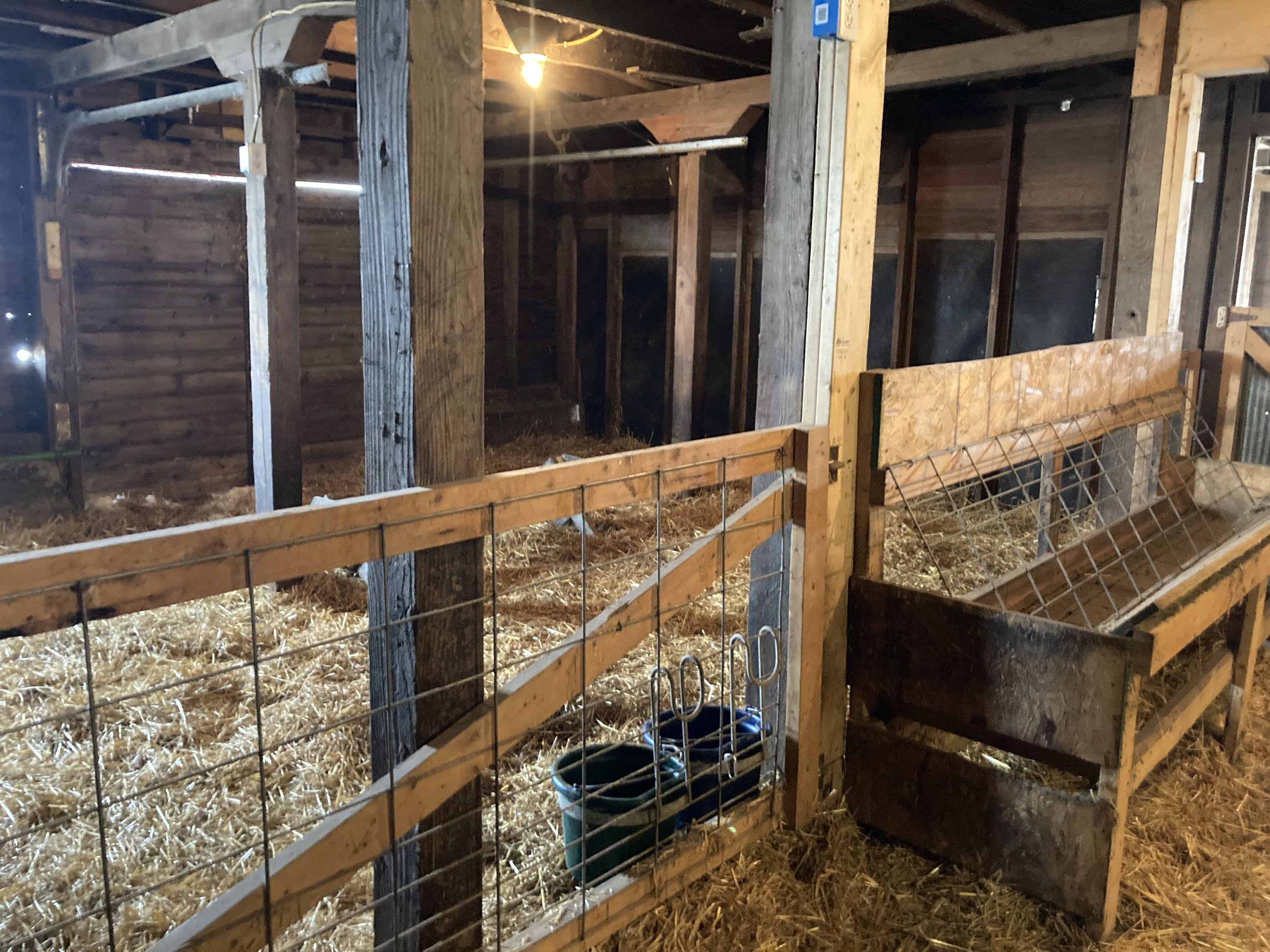 Step 2. "Bunching pen." After 3-5 days, mom and babies are let in this pen with other moms and babies to practice getting "lost" and "found" again. Sheep bleat and call for each other. Moms will bunt lambs away if they do not belong to her! 