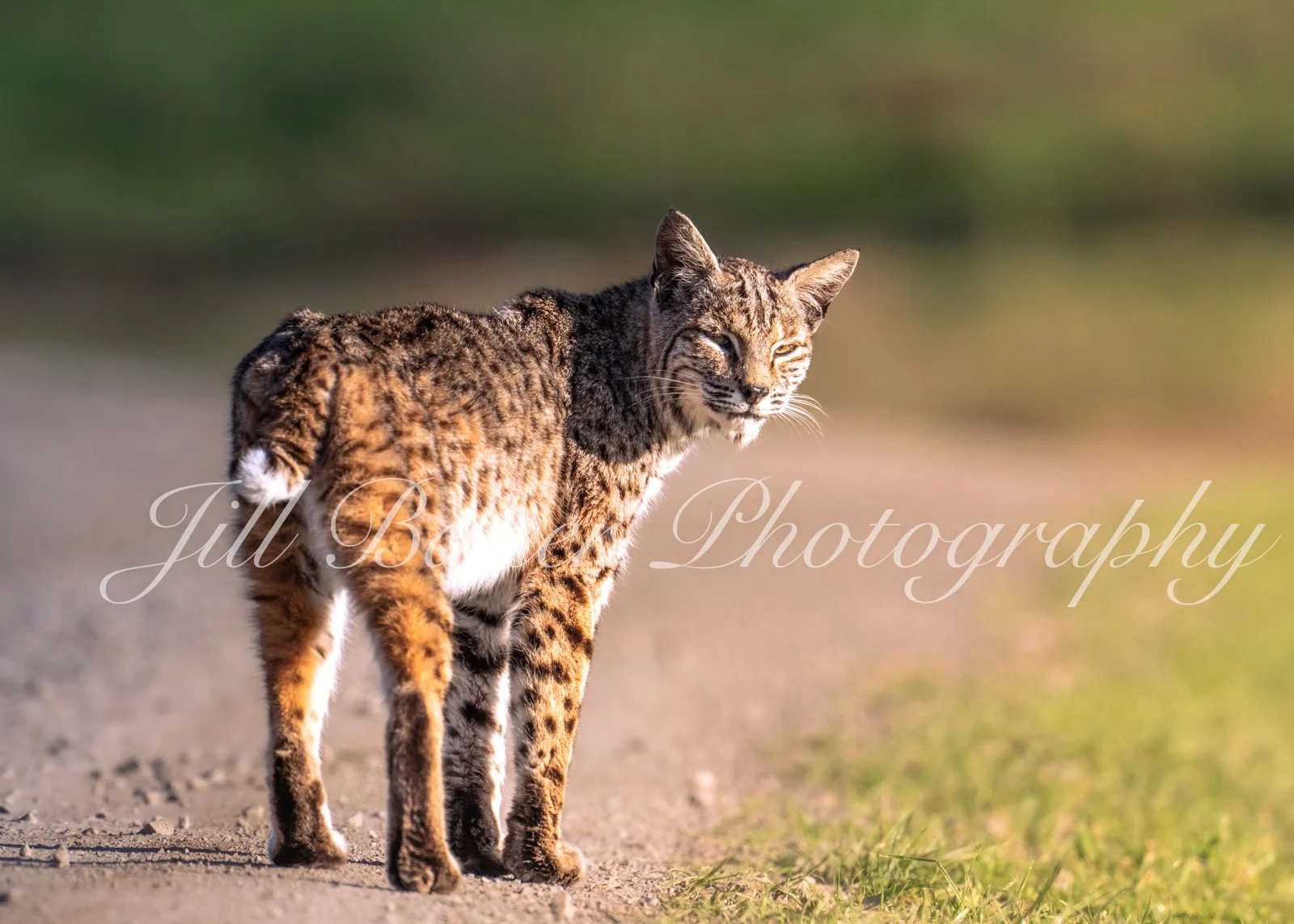 Bobcat at Sunset 3