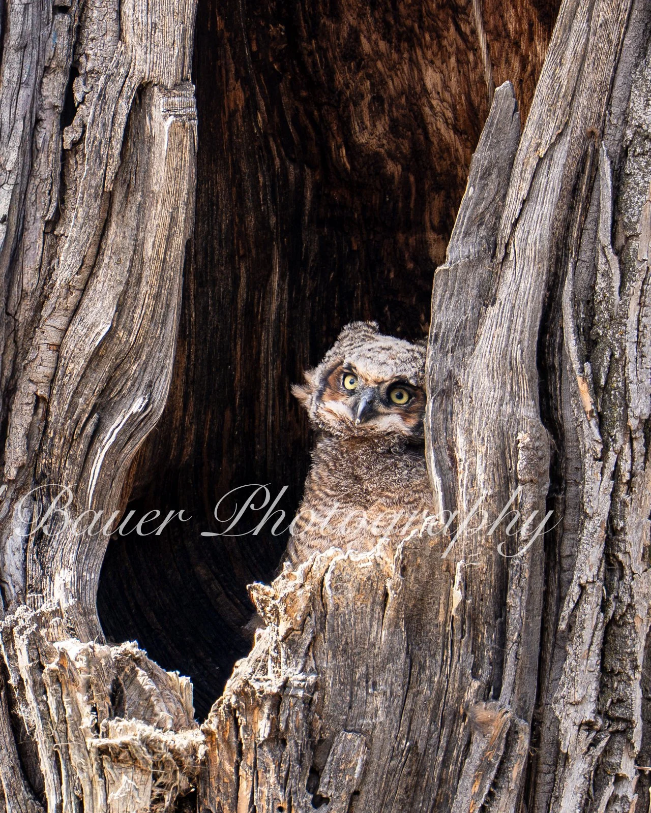 Great Horned Owlet in Tree Nest