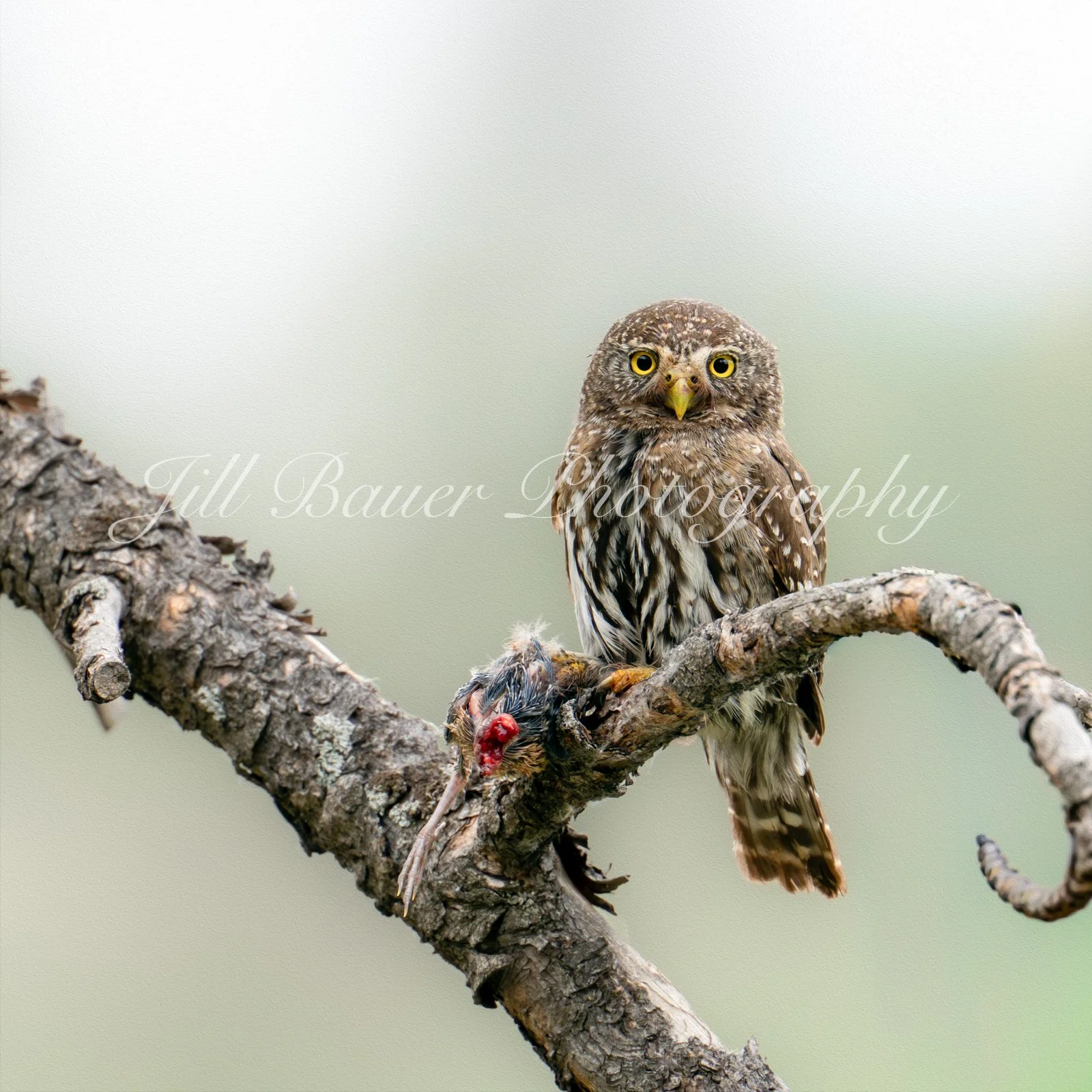 Northern Pygmy Owl with Prey