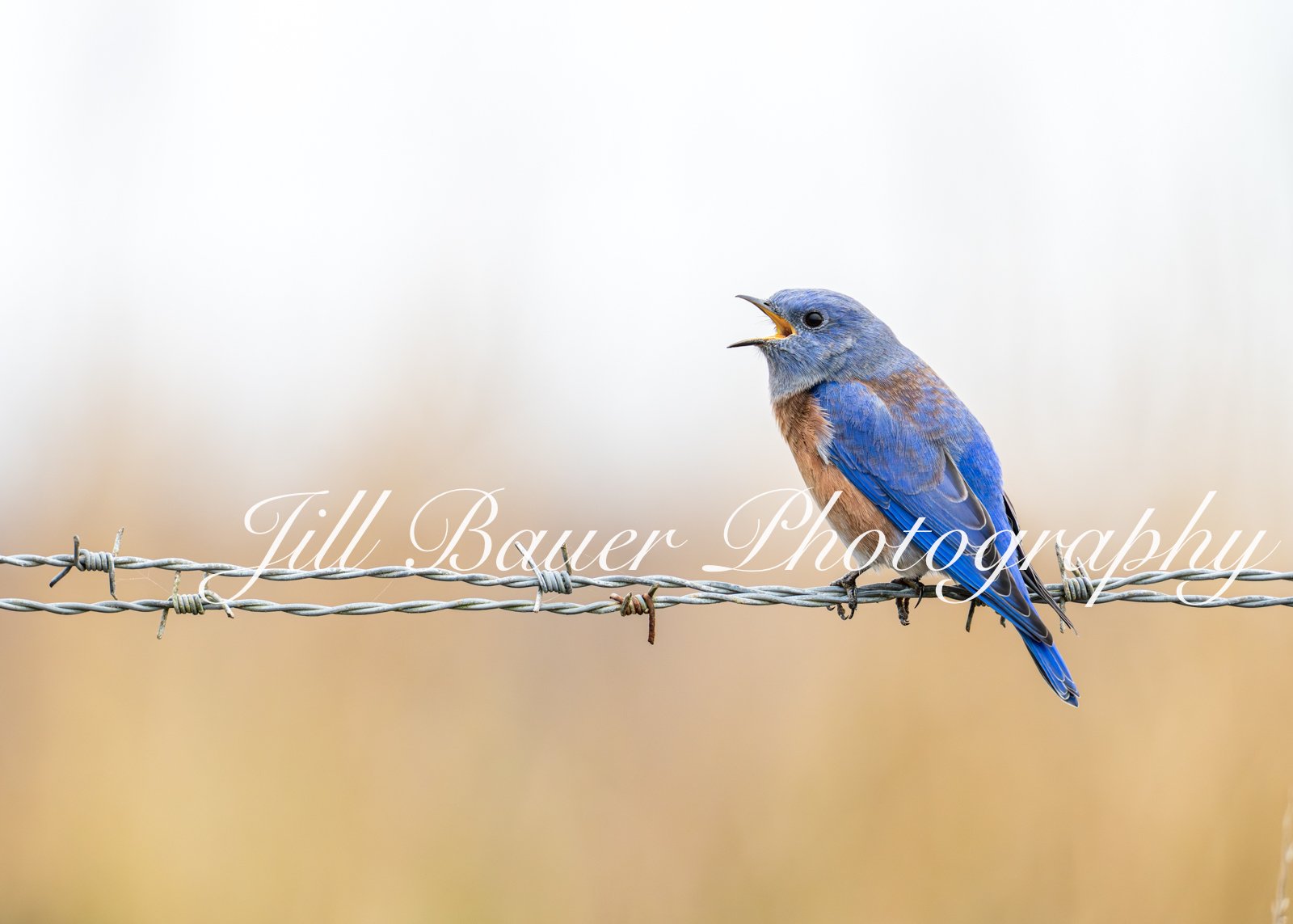 Singing Bluebird