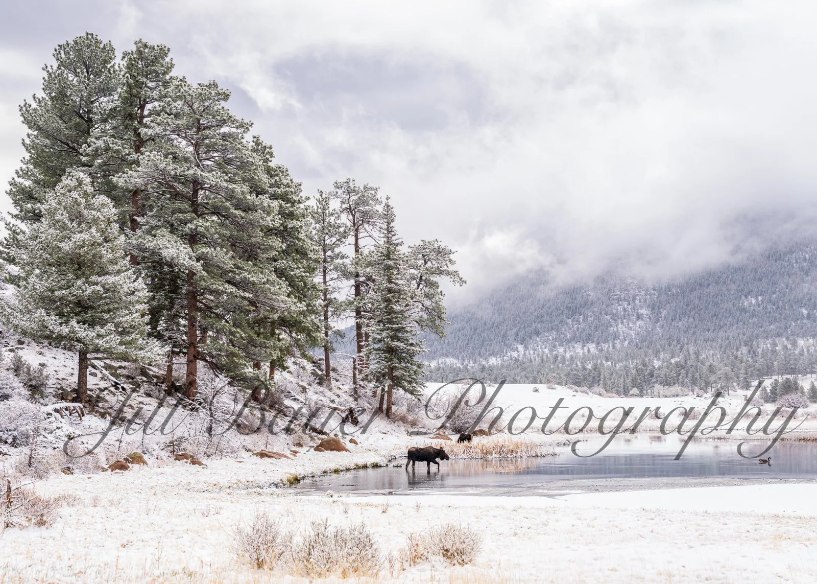 Winter in RMNP with Moose in Sheep Lake