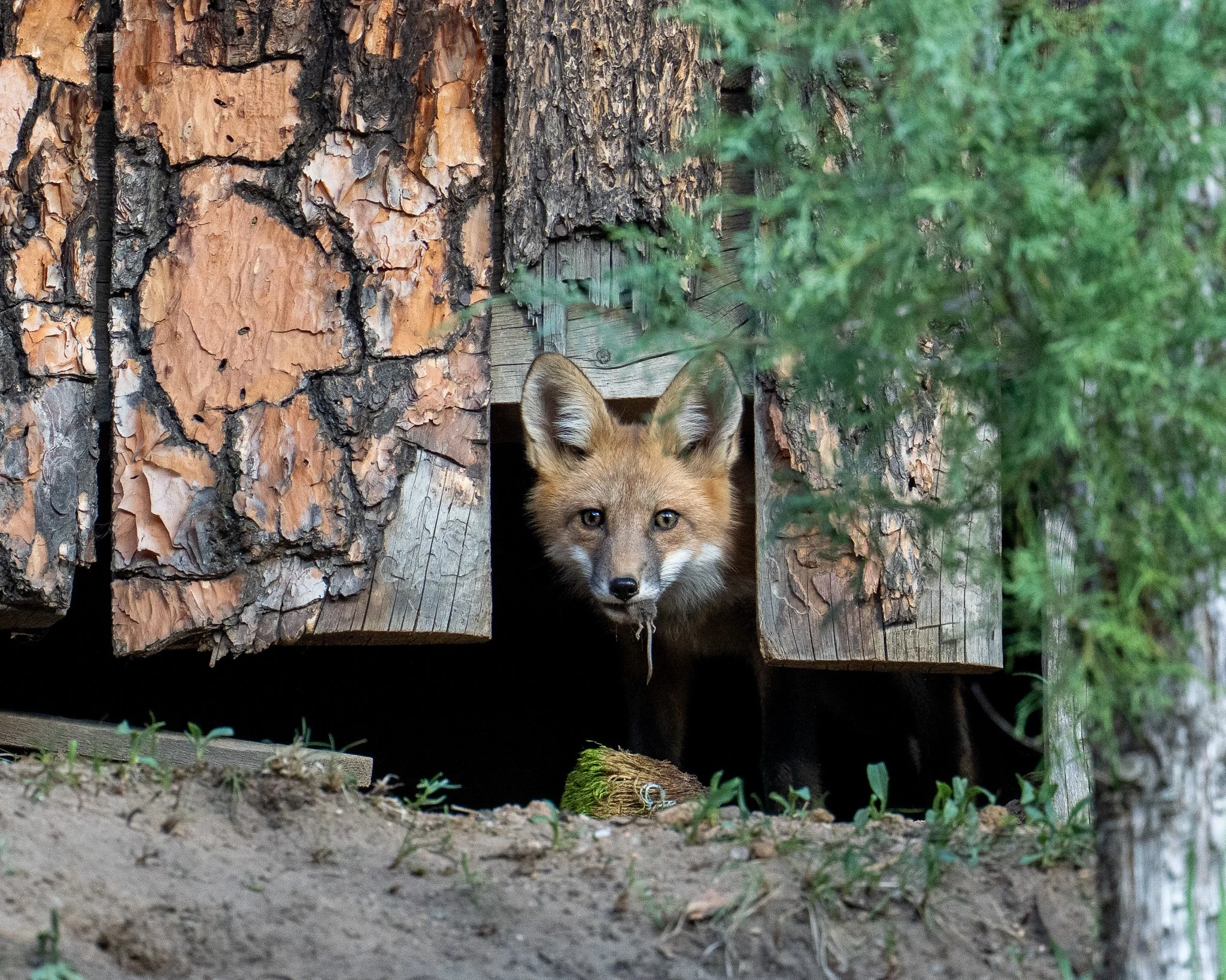 Fox Kit with Mouse