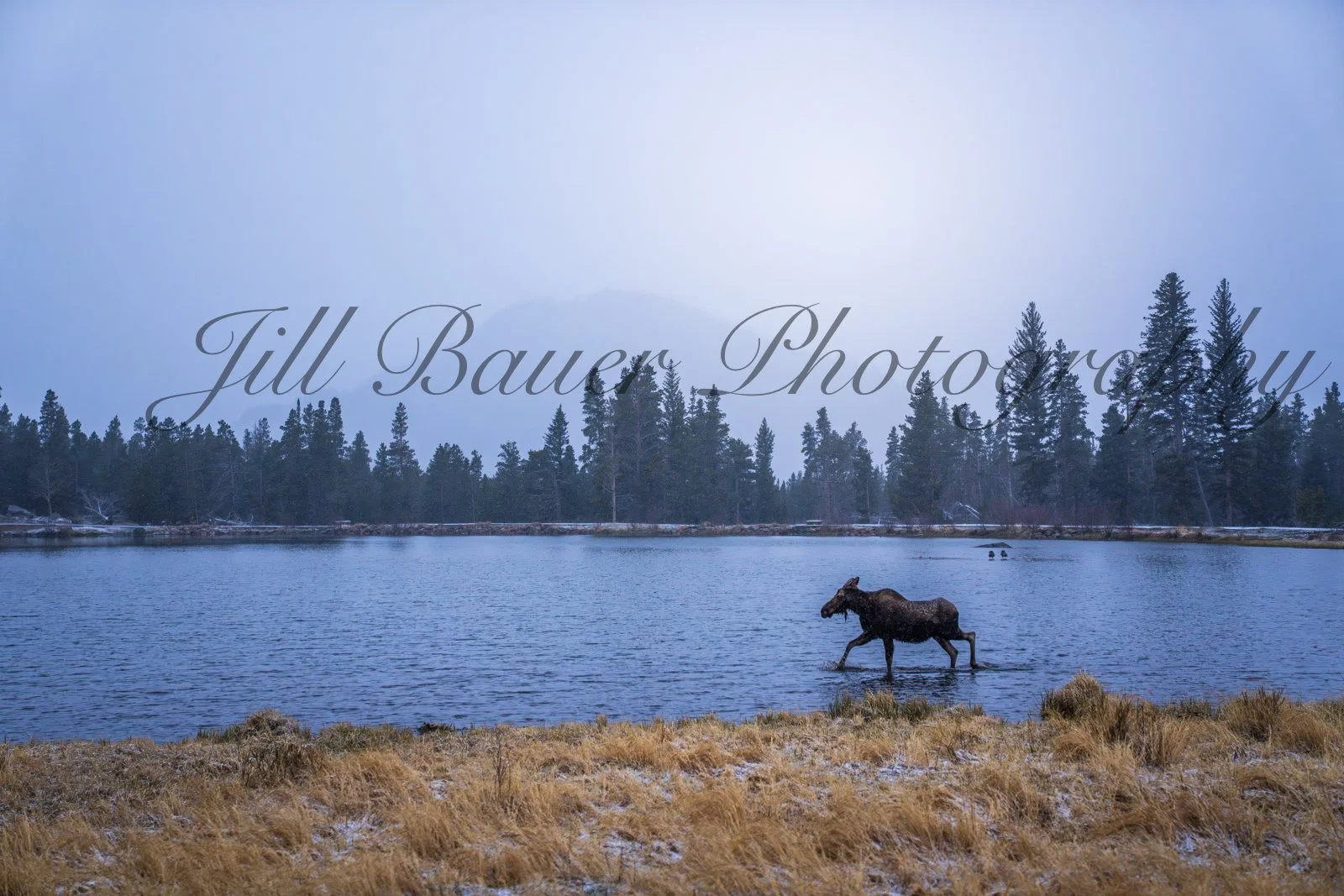 Sprague Lake Moose at Sunrise