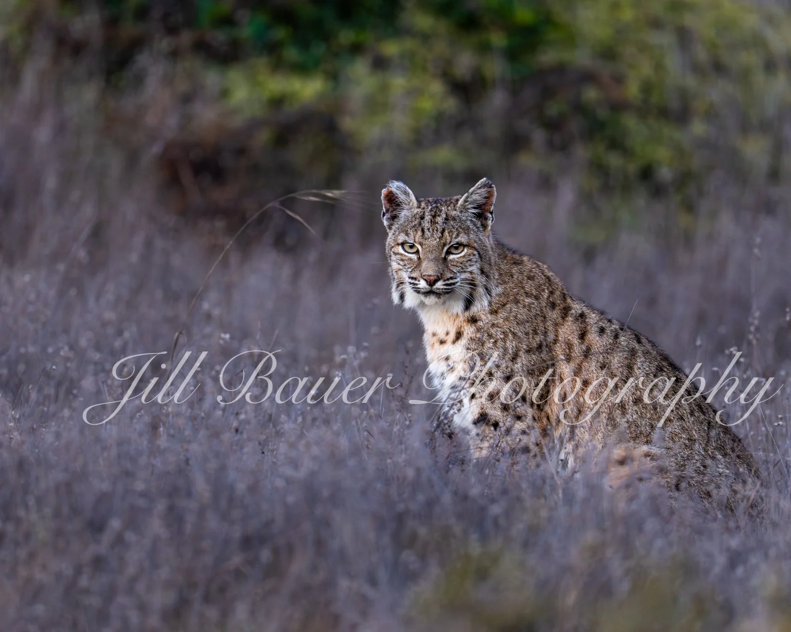Bobcat at Sunset 2