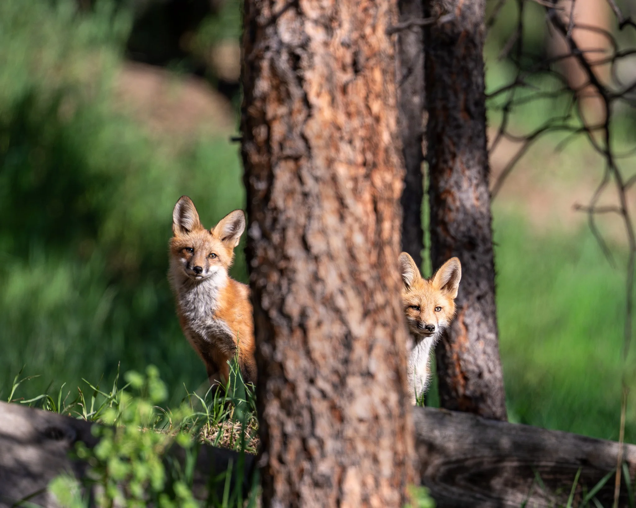 Fox Kits
