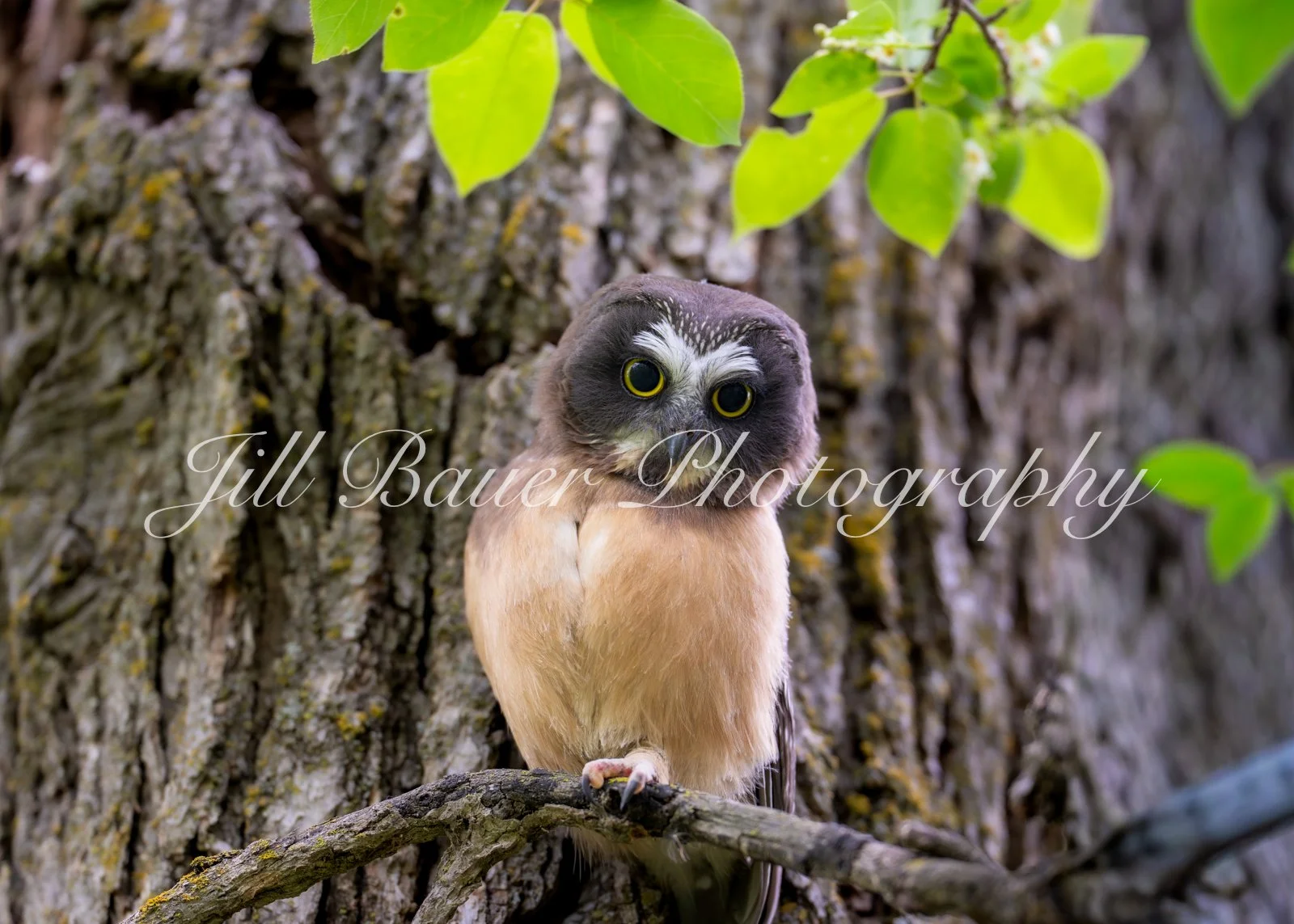 Northern Saw Whet Owlet