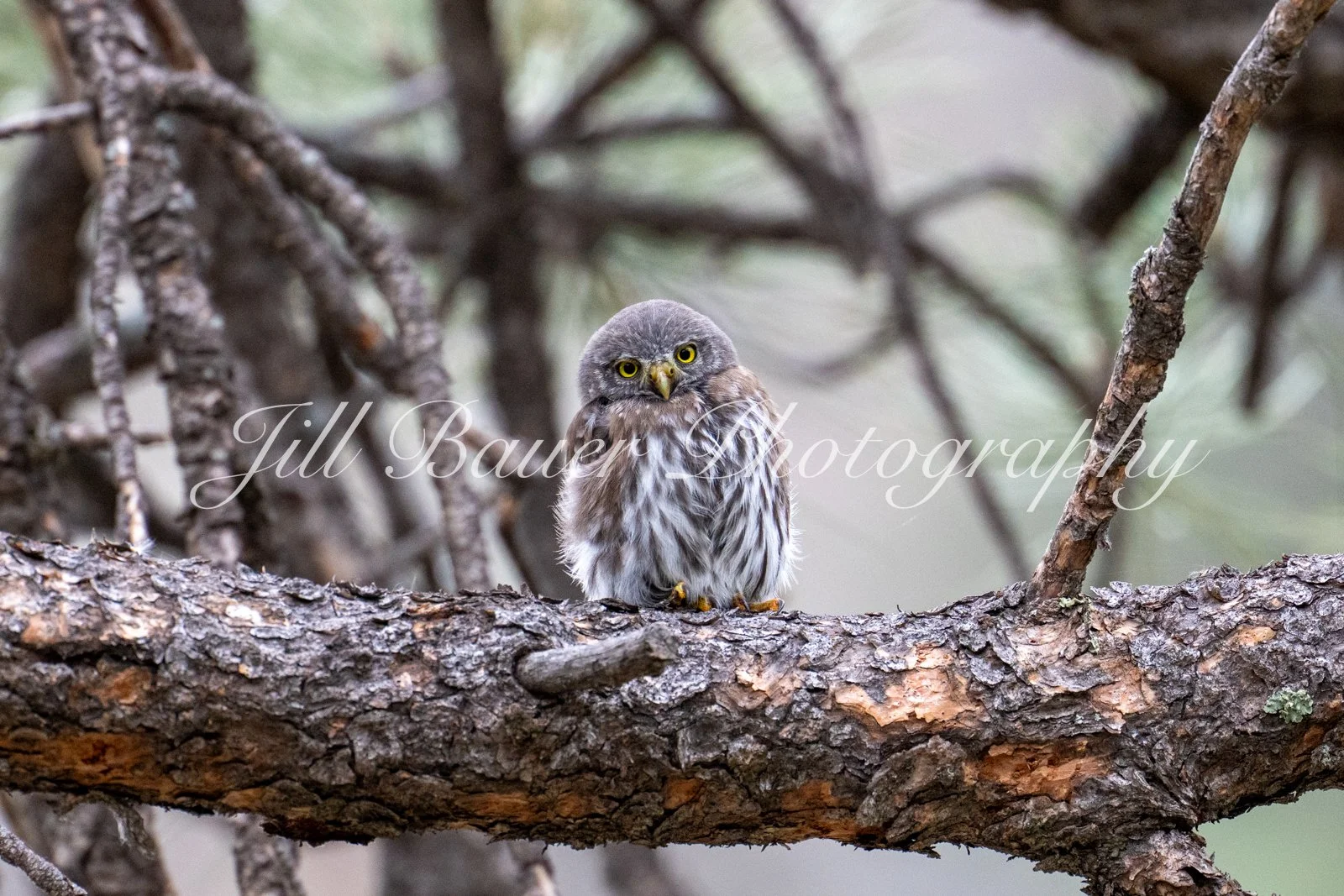 Northern Pygmy Owlets