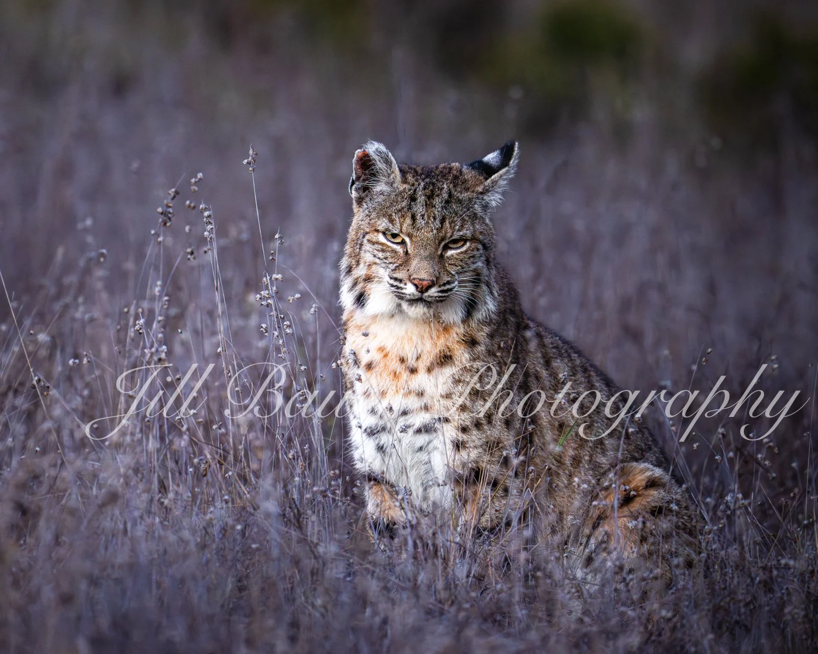 Bobcat at Sunset